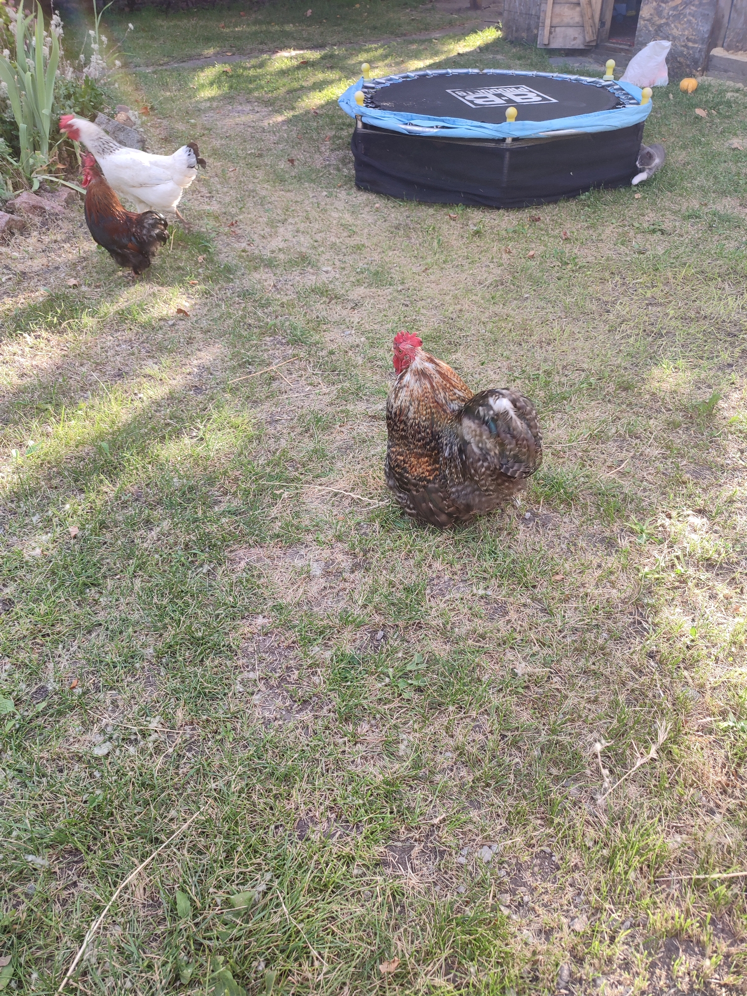 In an outdoor, grassy setting, likely in Shyshaky, Ukraine, three chickens are visible. One is a large rooster with predominantly brown and black speckled feathers, and a red comb and wattle. It is in the foreground, facing left. To the left and slightly behind it are two other chickens. One is a white hen with black tail feathers, and the other is a dark brown rooster. They are standing near some rocks and tall, leafy plants.
In the background, a small trampoline with a blue safety net is present. A gray and white cat is visible near the trampoline. A portion of a wooden structure, possibly a shed or outbuilding, is also in the background, along with some pumpkins. The scene appears to be set during the daytime, with sunlight casting shadows across the grass, indicating a sunny day. The grass is a mix of green and dry patches. Some fallen leaves are scattered on the ground. No discernible text is visible in the image.