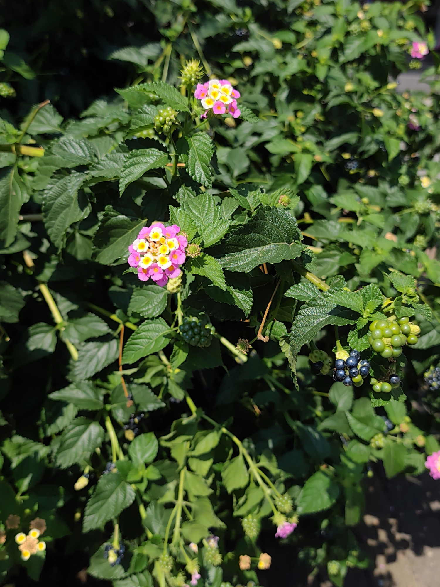 A close-up, full-frame, vertical, outdoor shot captures a dense cluster of Lantana camara plants, known for their colorful flower clusters and berries. The foliage is predominantly a deep green, with some leaves showing a slightly rough texture. Several flower heads are visible, featuring a mix of vibrant pink and bright yellow petals radiating from a central cluster of tiny florets. Clusters of unripe green berries and ripe, dark blue to black berries are also present on some branches. The lighting suggests a bright, sunny day, casting shadows that add depth to the scene. The ground, visible in the lower right corner, appears to be a rough, dark surface, possibly gravel or packed earth. There are no people or animals in the image.