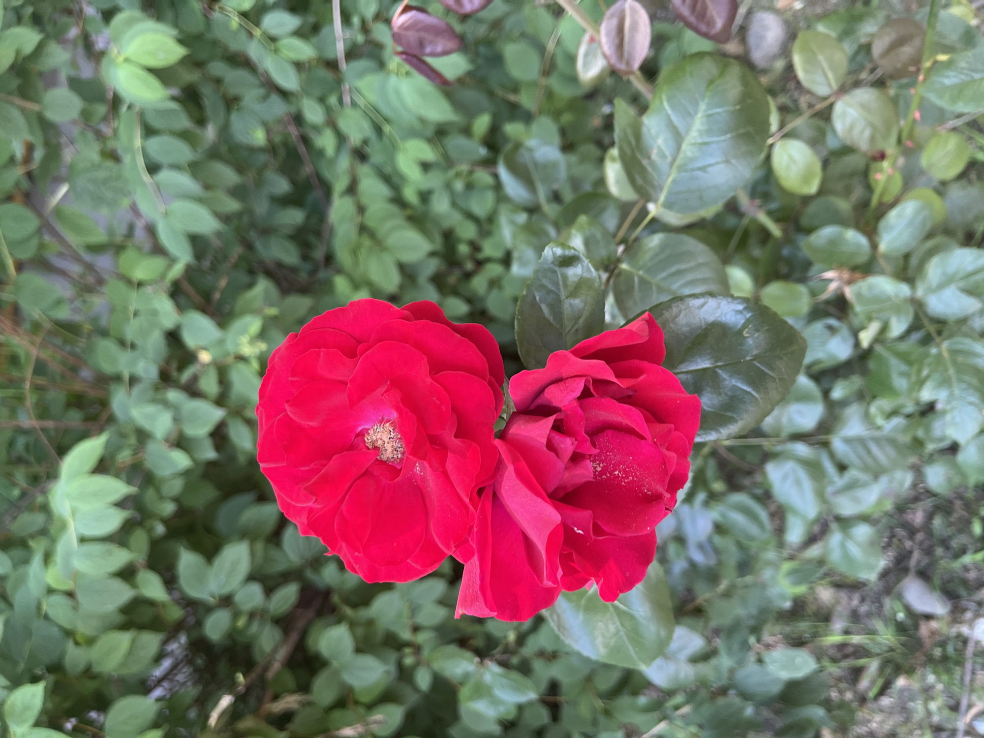 Two vibrant red roses are in full bloom, set against a lush backdrop of green foliage. The roses, one slightly above and to the left of the other, exhibit delicate petals and visible stamens dusted with pollen. The surrounding leaves are a rich green, some appearing glossy and others with a matte finish. The overall setting suggests an outdoor garden, possibly in a residential or public park area within Sochi, Russia, a city known for its subtropical climate conducive to abundant flowering plants. No people are visible in the frame.
