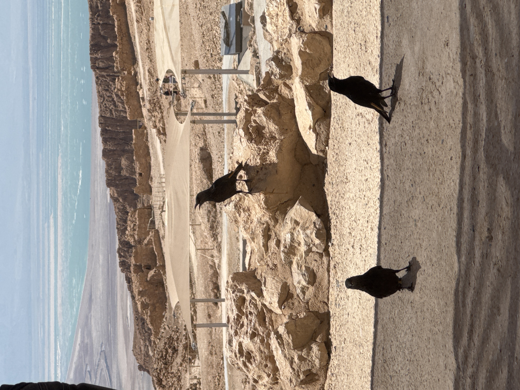 The image depicts a scenic overlook of the Dead Sea in the Tamar Regional Council, Israel. In the foreground, three black birds are observed on a paved walkway. One bird is positioned in the center, facing forward, while the other two are on the right and left. In the middle ground, rocky terrain and ancient ruins are visible, with some of the ruins appearing to be constructed from stone blocks. Several white fabric canopies are erected over the area, providing shade. In the background, the expansive Dead Sea stretches out, with its distinctive turquoise and blue waters. The sky above is a clear blue. The overall scene suggests a historical and natural landmark, possibly a tourist attraction, with the birds being common inhabitants of the area.