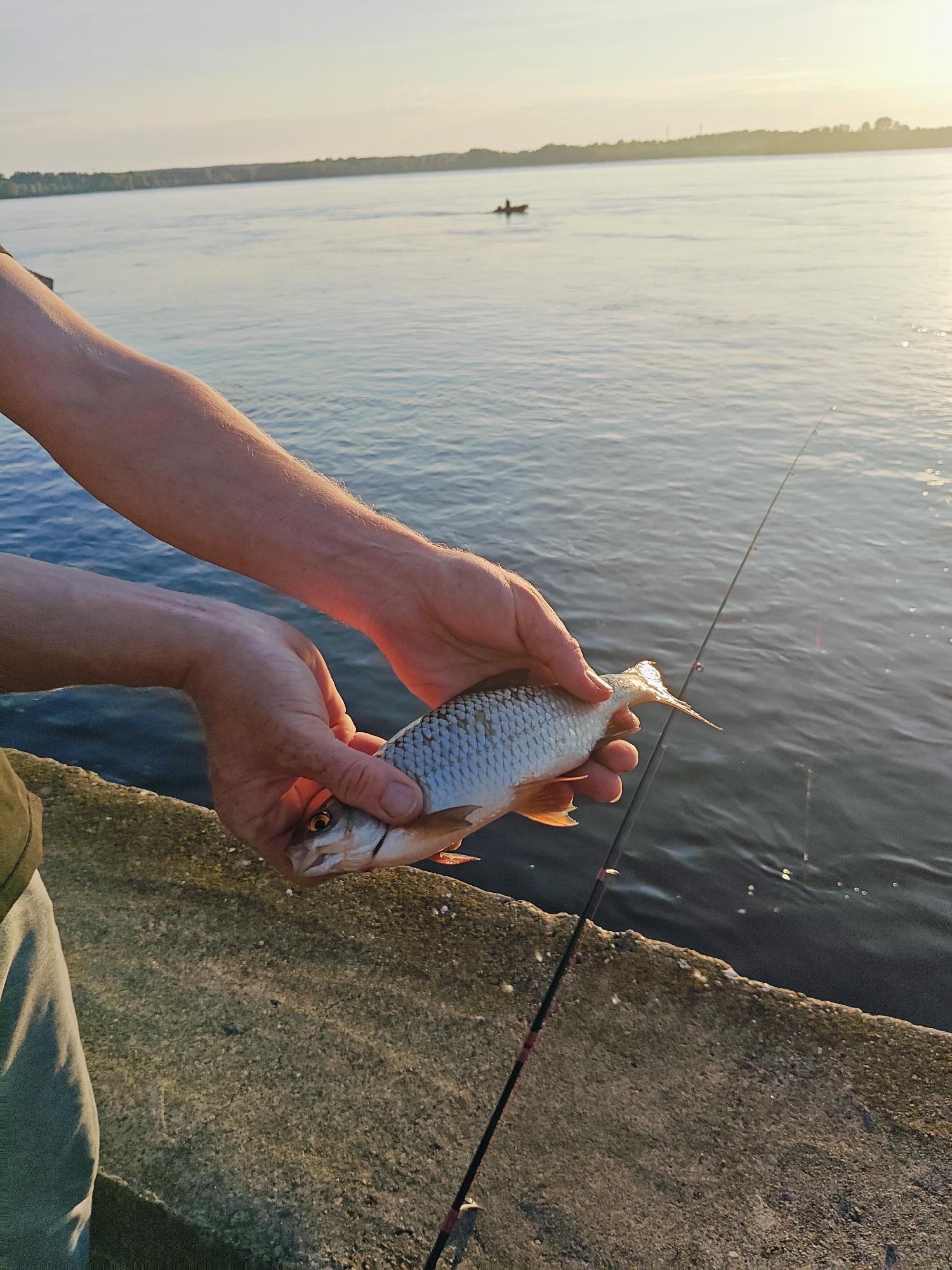 The image shows a close-up of a person's hands holding a freshly caught fish. The fish is small, with silver scales and an orange-tinted tail fin. The person's forearms are visible, with light hair on one arm. They are wearing a green shirt and grey pants.
The scene is set on the edge of a body of water, likely a river, given the context of Chaikovsky, Russia. A concrete embankment or pier runs along the bottom of the frame, with a fishing rod resting on it. In the background, the water stretches out to a distant shoreline with trees. The sky is clear and shows the warm glow of a sunset or sunrise, casting a soft light on the water and the person's arms. A small boat with a single person is visible in the distance on the water. The overall mood is peaceful and suggests a serene fishing experience. There is no visible text in the image.