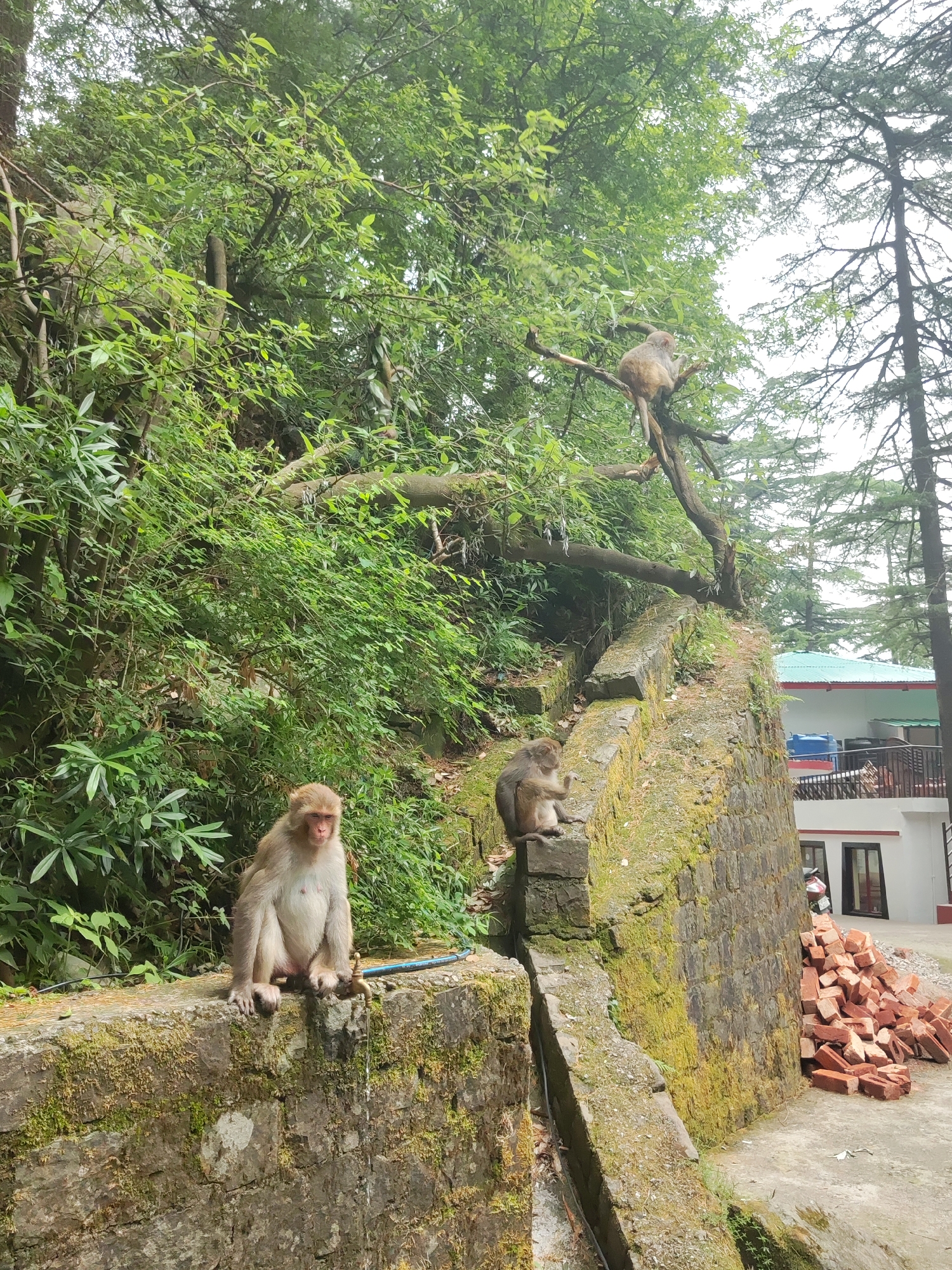 The image captures a scene in Dharamkot, India, featuring three monkeys in a natural setting with man-made elements. One monkey is sitting on a moss-covered stone wall, near a leaking tap. Another monkey is perched on a higher section of the wall. A third monkey is sitting on a tree branch above. The surrounding vegetation is lush and green, with trees and foliage creating a dense backdrop. In the background, there is a white building with a green roof and a pile of red bricks on the ground. The weather appears overcast.