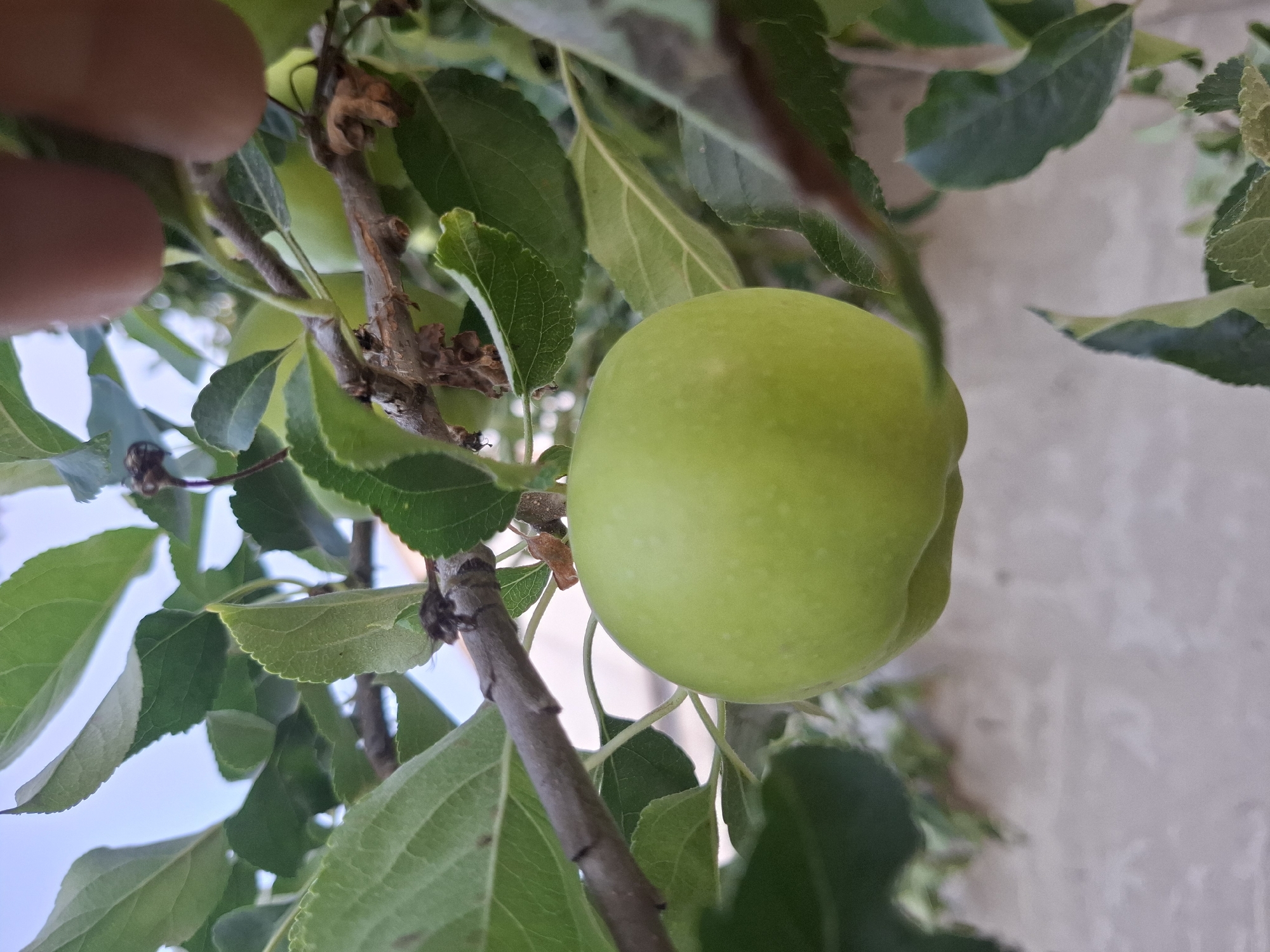 The image captures a close-up view of a single, unripe green apple hanging from a branch of an apple tree. The apple is positioned in the center of the frame, with its stem clearly visible. Surrounding the apple are numerous green leaves, some of which are partially obscured by the apple itself. The branch of the tree is brown and textured, with a few dry, brown leaf remnants still attached. In the upper right corner, a human finger is visible, appearing to be touching or interacting with the branch above the apple. The background consists of a light-colored, textured surface that appears to be a wall, with the sky visible beyond it. The lighting suggests it is daytime, likely outdoors. The context of the location in Dubăsarii Vechi, Moldova, implies an agricultural or domestic setting where apple trees are cultivated.