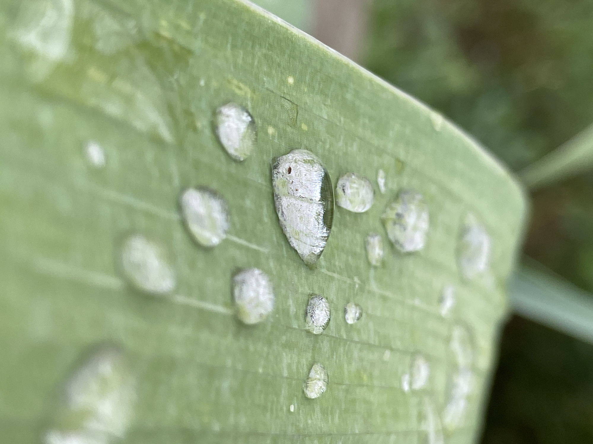 A close-up, macro shot captures several clear water droplets resting on a vibrant green leaf. The droplets vary in size and shape, with some appearing more elongated and others more spherical. The leaf itself exhibits a slightly textured surface with subtle veins running through it. The background is softly blurred, suggesting an outdoor environment with hints of green foliage. The focus is sharp on the water droplets and the immediate surface of the leaf, creating a sense of depth and highlighting the intricate details of nature.