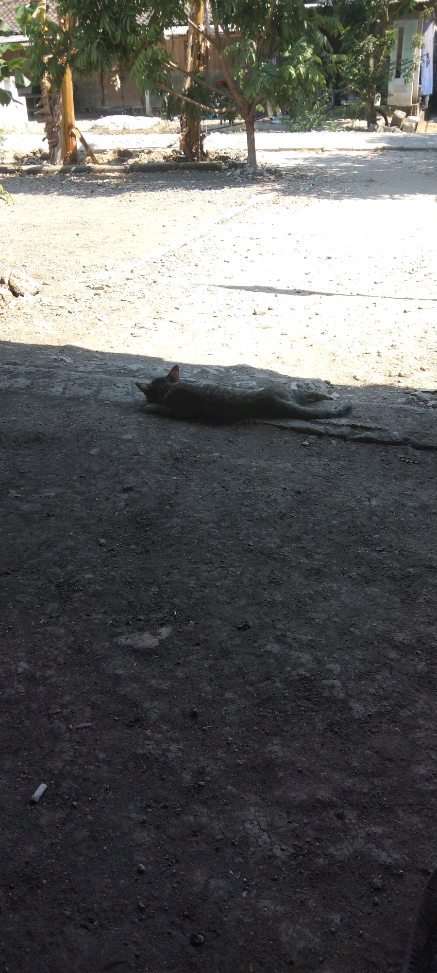 A dark-colored cat is lying on a dirt ground with its body stretched out. The cat is mostly in shadow, with sunlight hitting its back and tail. In the background, there are trees and buildings. The ground is dry and dusty, with some pebbles and debris scattered around. There is a cigarette butt on the ground to the left of the cat. The overall scene suggests an outdoor environment in Wadang, Indonesia.