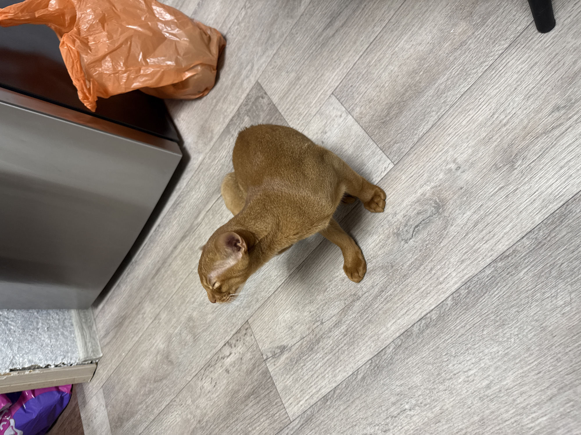 A ginger cat is sitting on a light-colored laminate floor in a room. The cat is facing away from the camera and looking to the left. Its eyes are closed, and its head is tilted back. The cat's fur is short and reddish-brown. In the background, there is a gray refrigerator and an orange plastic bag. To the left of the refrigerator, there is a stack of colorful bags. The room appears to be a kitchen or laundry room. The floorboards are laid horizontally across the image. There is no specific indication of the location being in Stary Oskol, Russia.