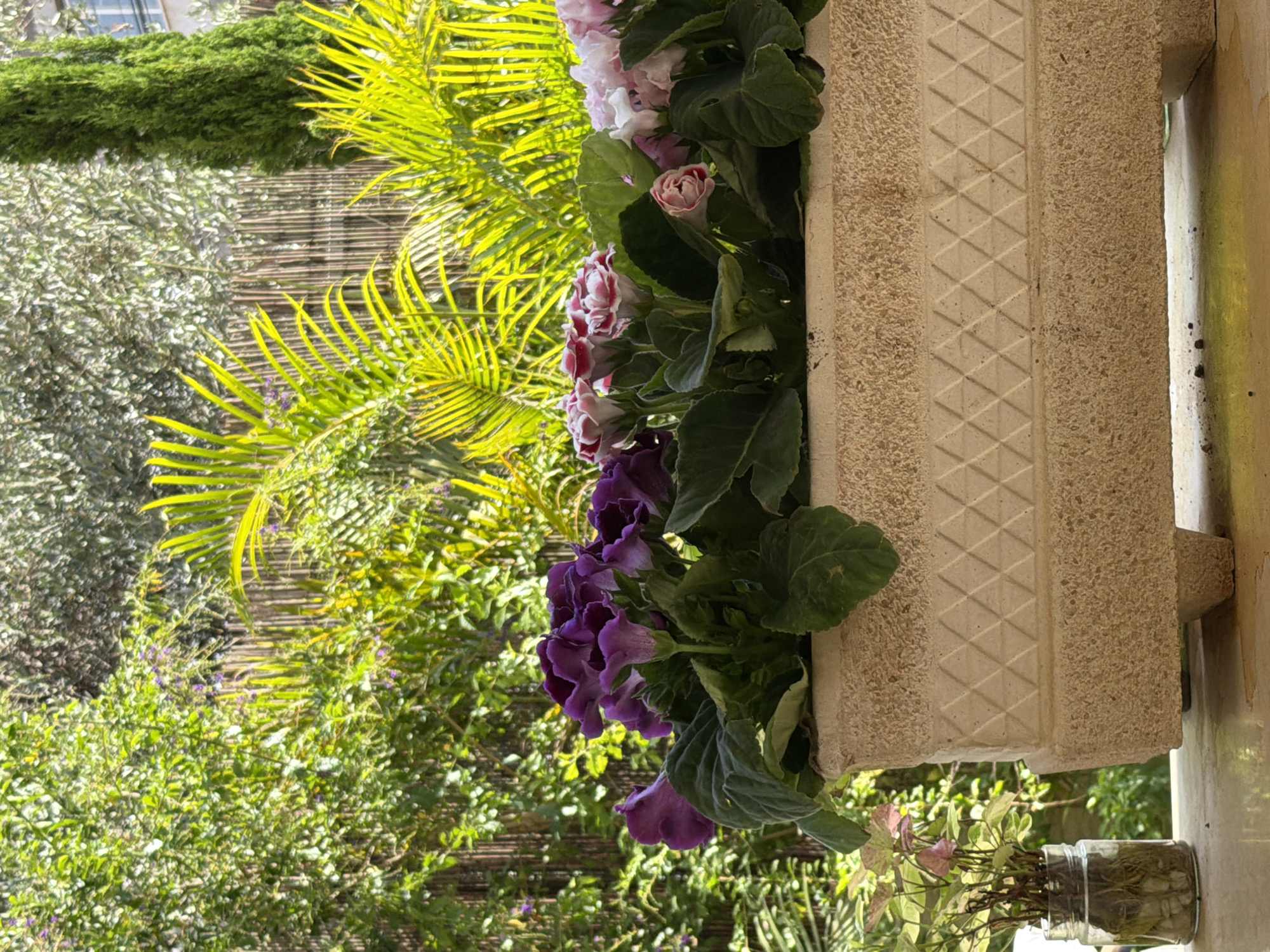 The image depicts a close-up view of a rectangular stone planter filled with blooming flowers. The planter has a textured finish and is decorated with a band of diamond-shaped indentations. The flowers are a mix of deep purple, pink, and white, with large, velvety petals. They are lush and abundant, spilling over the sides of the planter.
In the background, a dense arrangement of green foliage is visible, with sunlight filtering through the leaves, creating a dappled effect. There are also glimpses of palm fronds, a tall, slender evergreen tree, and a fence made of vertical wooden poles. The scene suggests an outdoor setting, likely a garden or patio.
To the left of the planter, a small glass jar filled with water and plant cuttings is placed on the same surface. The overall impression is one of a vibrant and well-maintained outdoor space. This scene is located in Kafr Yasif, Israel, a predominantly Arab town in the Galilee region.