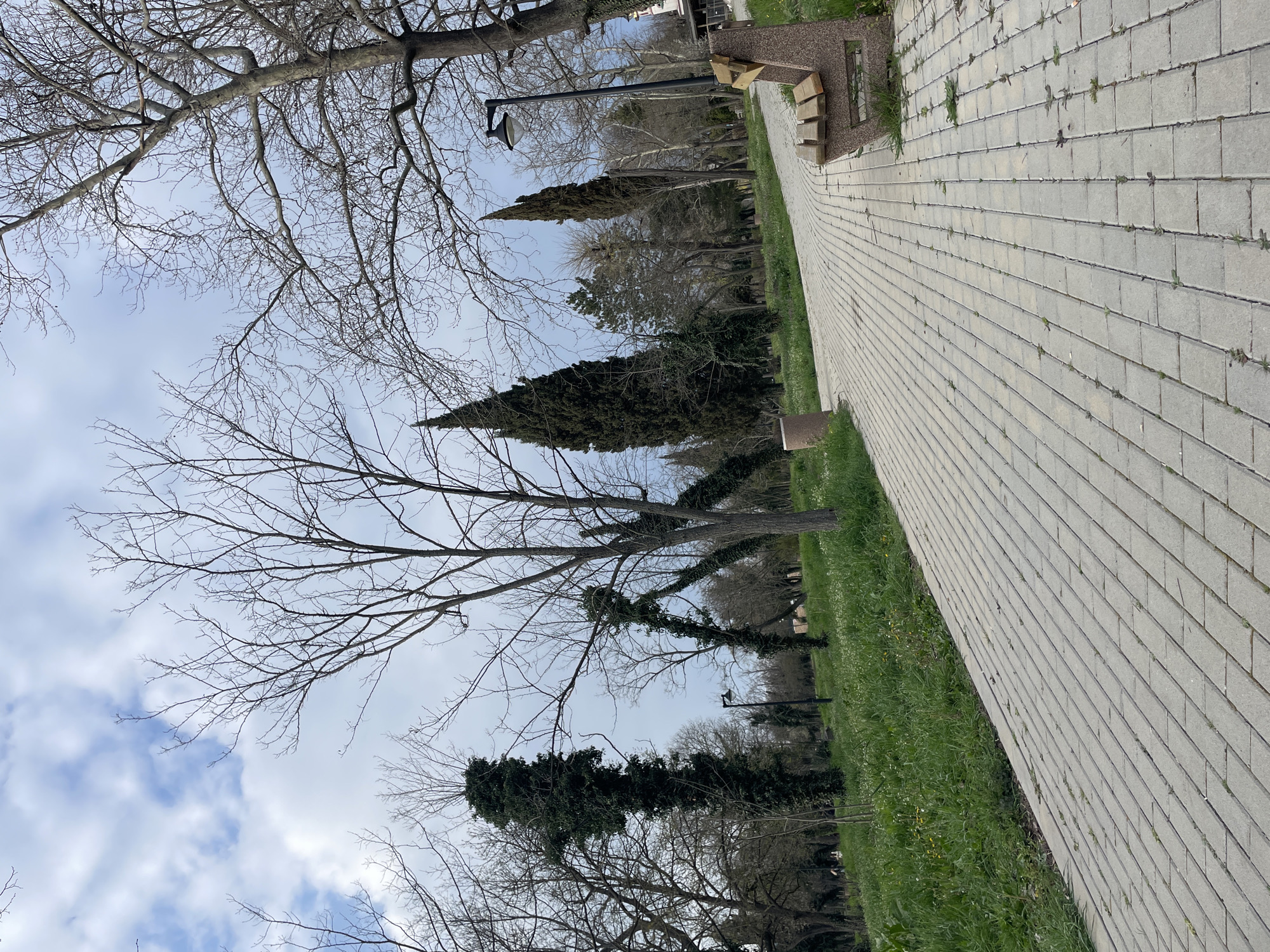 The image captures a park scene in Burgas, Bulgaria. A paved walkway, constructed of gray rectangular blocks, dominates the right side of the frame. Sparse green grass and occasional weeds grow alongside the walkway. Bare trees with intricate branch patterns are visible against a sky with scattered clouds. A few evergreen trees punctuate the landscape. Several benches and lampposts line the pathway. A tree in the mid-ground is partially covered in ivy. The photo appears to have been taken in early spring, before trees have fully leafed out.