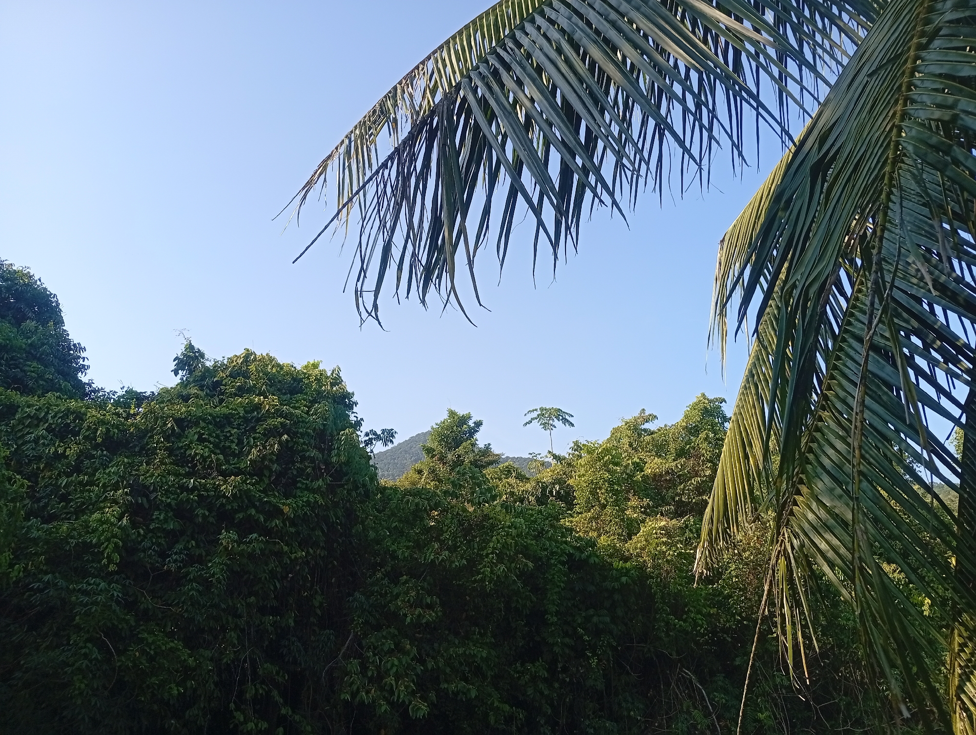 The image depicts a scene in Baan Wok Tum, Thailand. The foreground contains fronds of palm trees, partially obscuring the view. Beyond the fronds, lush green vegetation covers an area of varying elevation. A small mountain is visible in the distance, and the sky is a clear, light blue. No people are visible.
