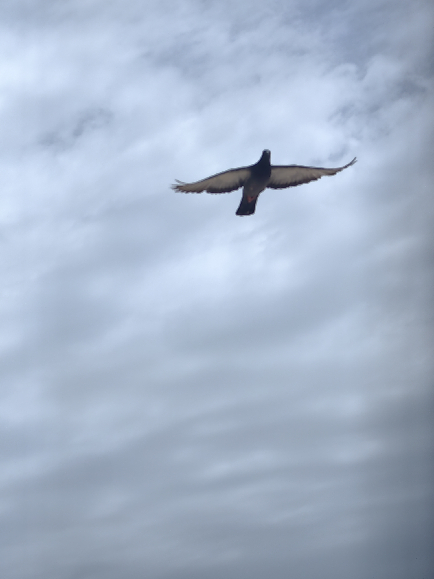 A pigeon is captured in mid-flight against a cloudy sky. The bird is silhouetted against the lighter clouds, with its wings spread wide. The focus is on the pigeon, with the sky serving as a neutral backdrop. There are no discernible urban elements or specific Mumbai landmarks visible in this image.