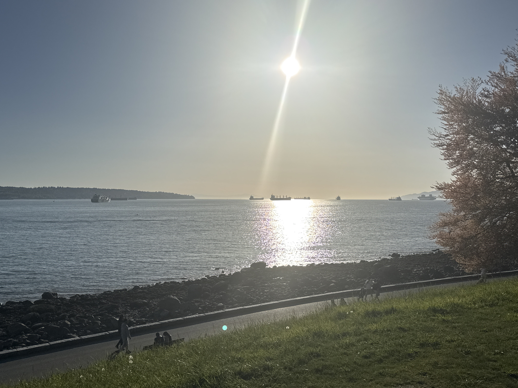 The image shows a sunny day at Stanley Park in Vancouver, Canada. The sun is high in the sky, creating a glare on the water. Several cargo ships are visible in the distance on the water. A seawall runs along the edge of the water, with a rocky beach on one side and a grassy area on the other. People are walking and sitting along the seawall. A tree with pink blossoms is in the foreground on the right.