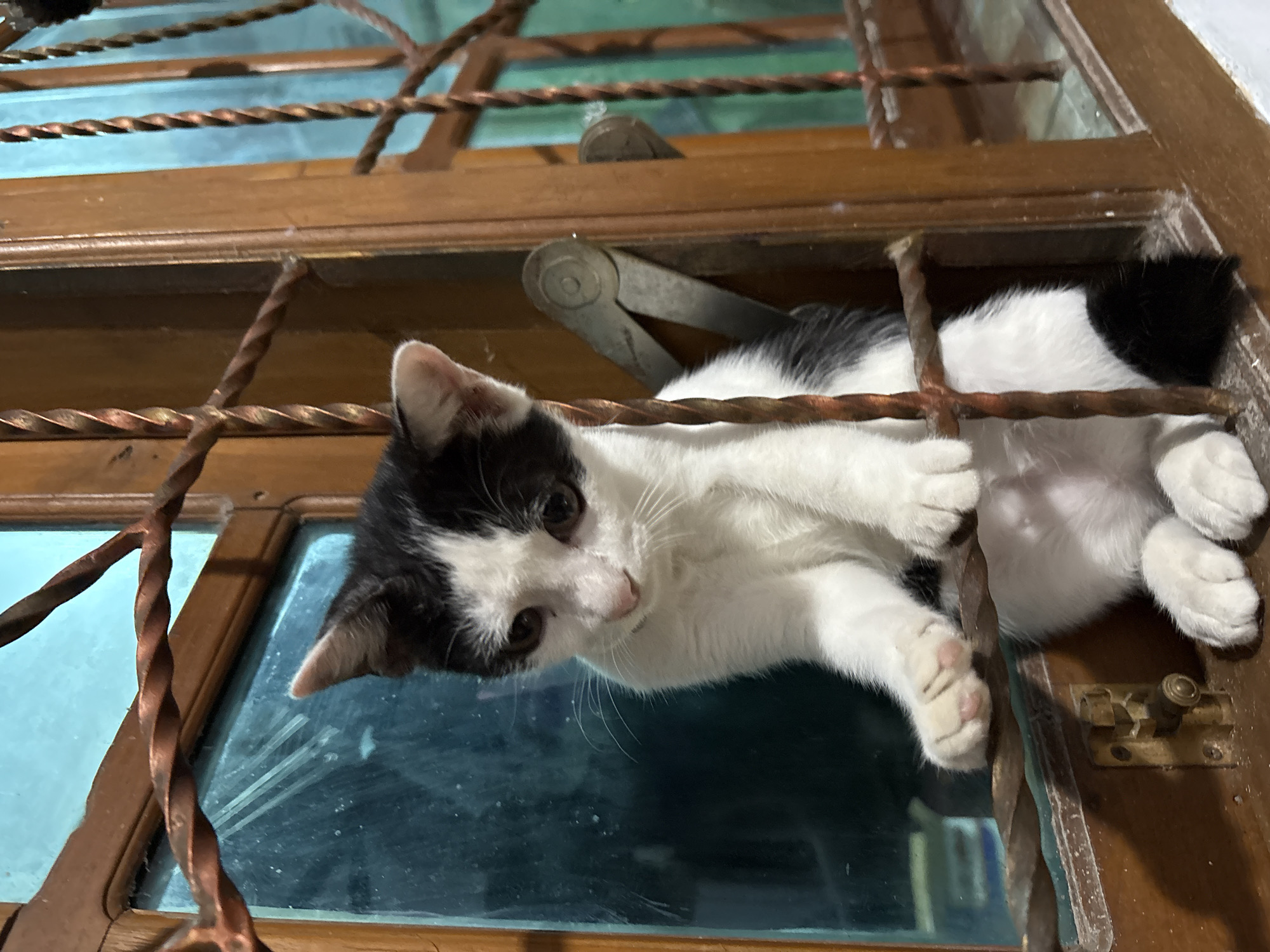 A black and white tuxedo kitten is perched on a wooden window frame, peering through decorative, twisted metal bars. The kitten's face, with curious brown eyes, a pink nose, and prominent whiskers, is in the foreground, looking down and slightly towards the viewer. Its front paws are extended, resting on the frame or bars, revealing light pink toe beans. The kitten's body is partially obscured by the intricate metalwork and the dark wooden frame.
Behind the kitten, a glass window pane shows a blurry, indistinct background, suggesting an outdoor scene or another room. Visible above the kitten's body is a metal window stay/opener, while a brass window latch is present near one of its paws on the frame. The setting appears to be an indoor window, located in Gadingrejo, Indonesia. The time of day is not explicitly discernible, but the lighting suggests an interior shot. The kitten's expression conveys a sense of playfulness and curiosity. No text is visible in the image.