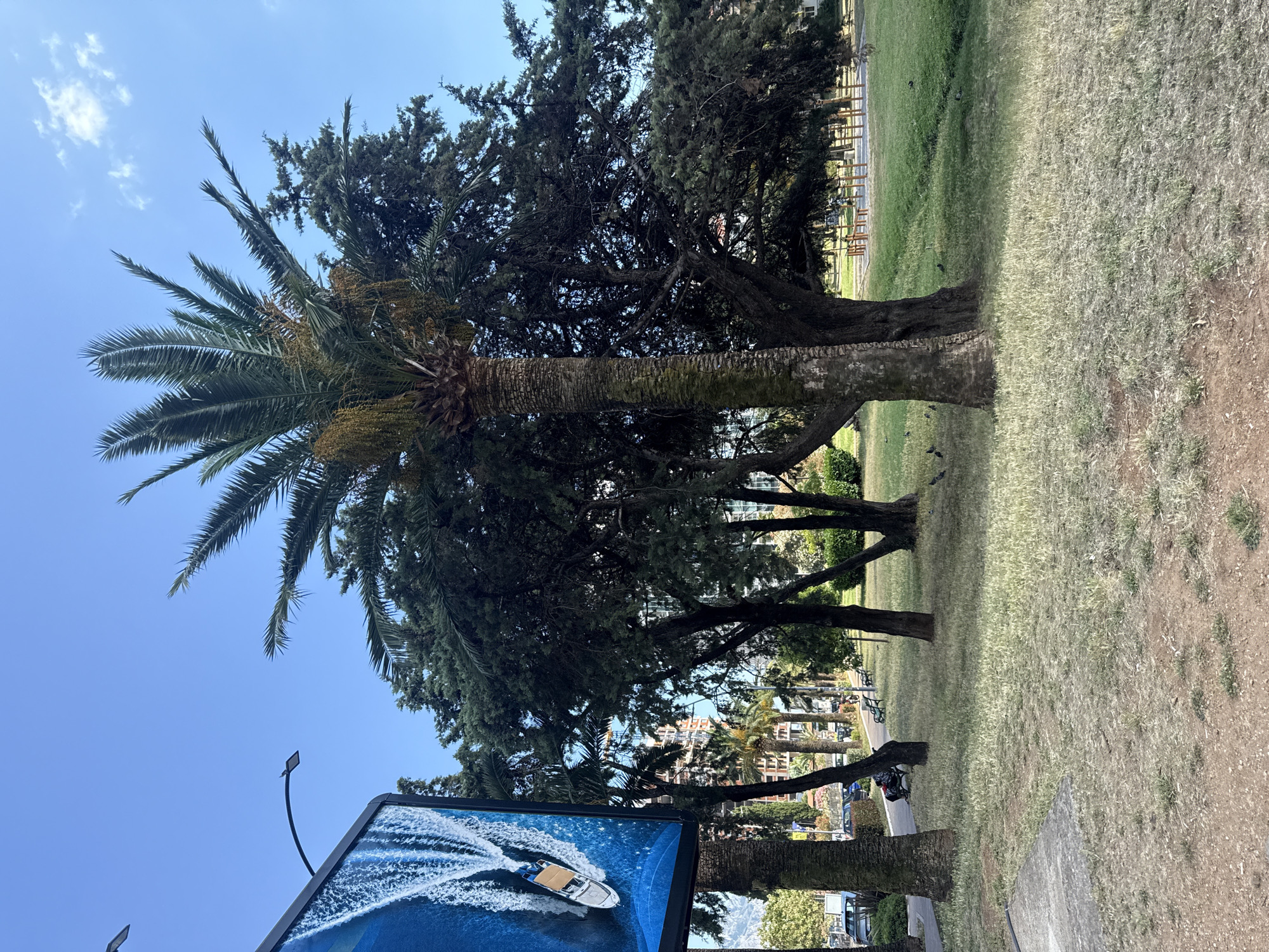 This media file depicts an outdoor scene with a clear blue sky and sparse white clouds. The foreground is dominated by lush green grass and the trunks of several large trees, including a prominent palm tree with a thick, textured trunk and feather-like fronds. Behind the trees, a picturesque town with multi-story buildings can be seen, interspersed with more palm trees. In the bottom left corner, a large digital billboard displays an image of a white speedboat creating a dramatic wake on dark blue water. The scene appears to be in a park or a public area, with the presence of benches and a paved walkway in the background, suggesting a leisurely atmosphere. The lighting indicates it is daytime, likely late morning or early afternoon, with bright sunshine casting shadows. The overall impression is one of a warm, sunny day in a coastal European town. The digital billboard features a stylized image of a boat, likely intended to advertise tourism or leisure activities. There is no visible text other than that on the digital billboard, which is part of an image and not directly readable. The location context is Budva, Montenegro.