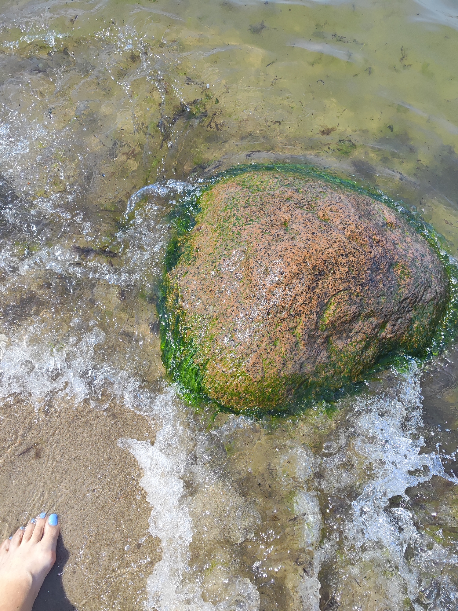 A close-up, high-angle shot shows a person's left foot with light blue painted toenails on a sandy beach. Gentle waves are washing over the foot and onto the sand. To the right of the foot, a large, round, orange-brown rock is partially submerged in the water and covered with bright green algae. The water is clear, revealing pebbles and seaweed on the seabed. The scene is captured in Pionersky, Russia, where the Baltic Sea meets the shore.