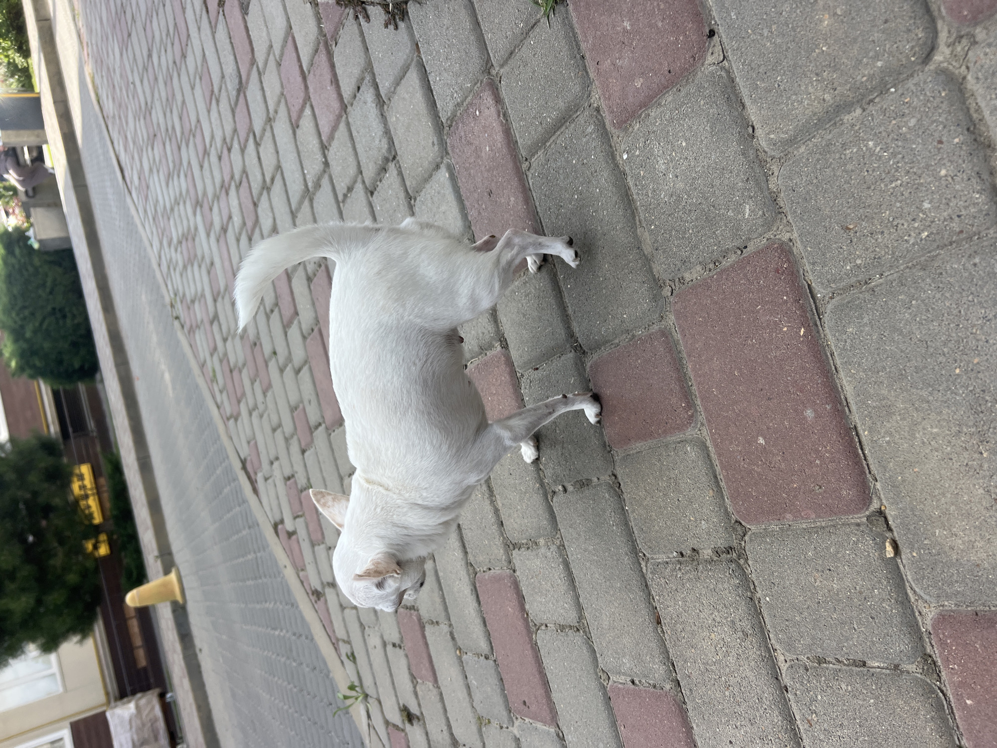 A small, short-haired, white Chihuahua dog is standing on a paved walkway made of grey and red rectangular bricks. The dog is facing to the left, with its head slightly lowered. Its tail is held upright and curved. In the background, a yellow traffic cone is visible on a grey paved surface, with a building and green trees behind it. The scene appears to be outdoors in an urban or suburban environment, possibly in Kryzhanivka, Ukraine.