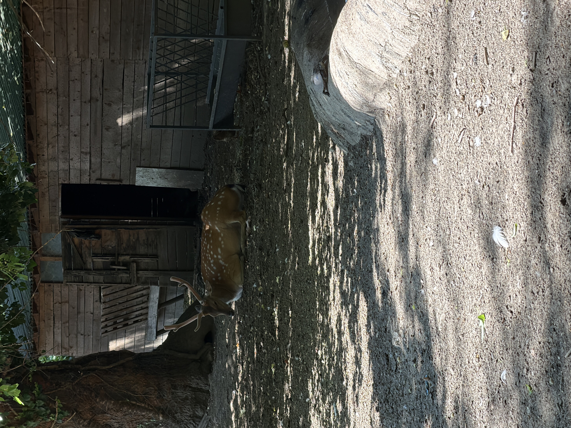 The image shows a deer resting on the ground in an outdoor enclosure. The enclosure appears to be made of wood, with a wooden building in the background. There is also a metal feeder and a large rock in the enclosure. The ground is covered in dirt and debris. The deer is a spotted deer with antlers. The image appears to have been taken during the day, and the sun is casting shadows on the ground. There are no people visible in the image. The location is not specified within the city of Pazardzhik, Bulgaria.