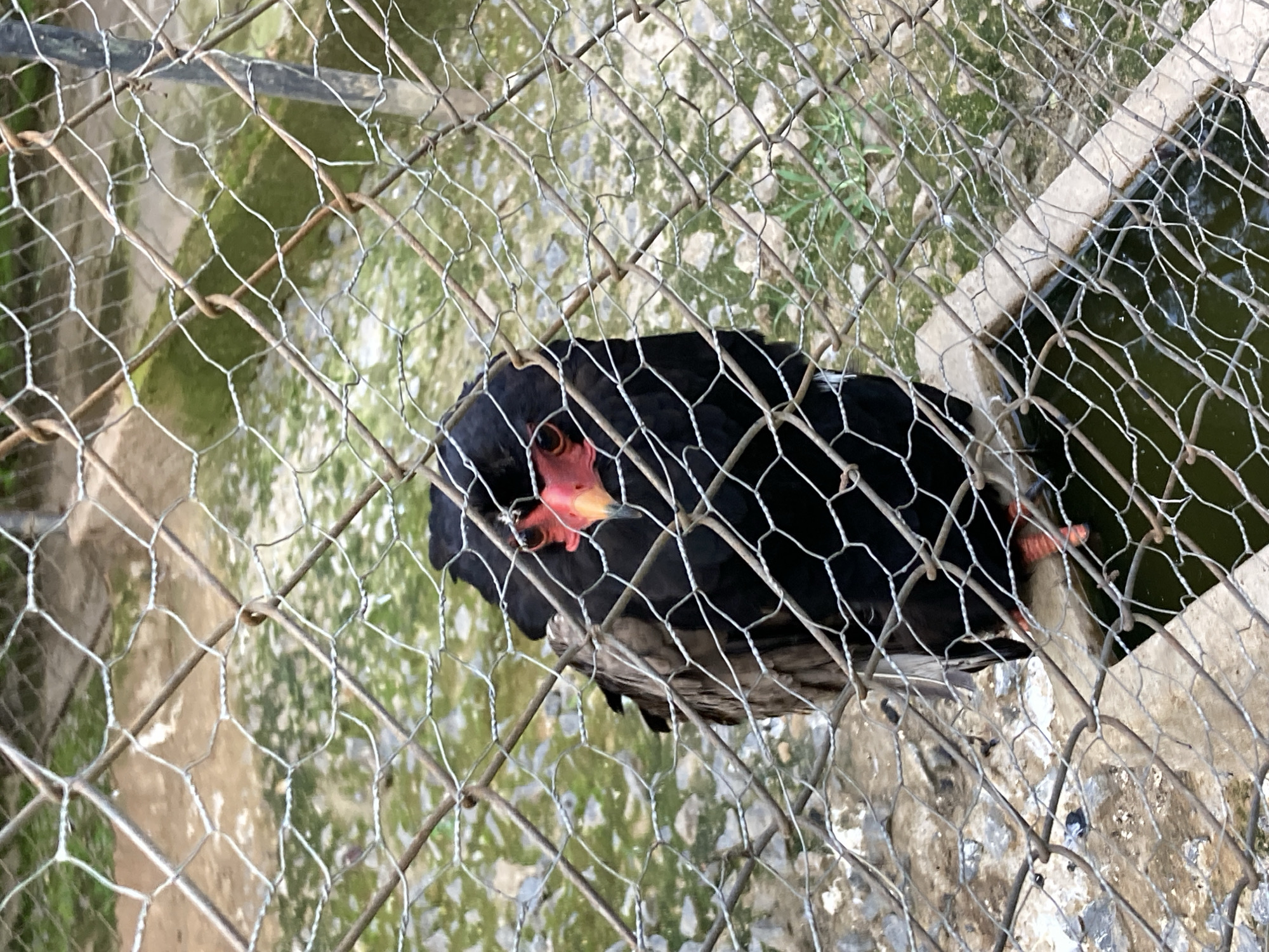 A black bird with bright red facial skin and a yellow-orange beak is partially obscured by a wire mesh fence. The bird is facing forward and appears to be looking at the camera. Its head is tilted slightly to the left, and its eyes are dark and round. The bird's body is mostly black, with some brown feathers visible on its wings. Its legs are orange. The background is out of focus, but appears to be a natural environment with some greenery and rocky ground. A small body of water, possibly a pond or trough, is visible in the lower right corner of the image. The scene appears to be in an aviary or zoo enclosure.