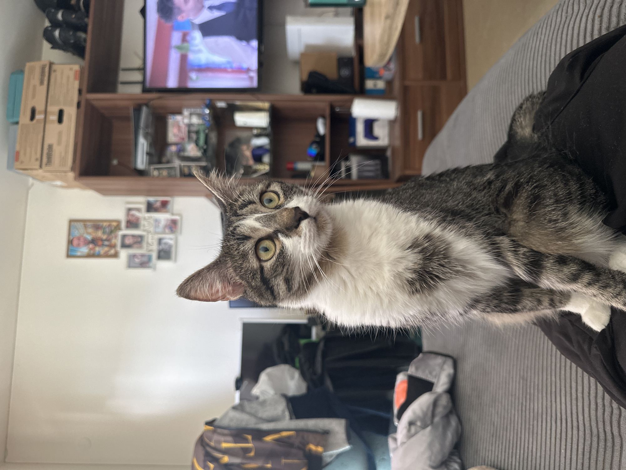 A cat is the primary subject, its body mostly in focus, perched on a gray surface. The cat has a white chest and tabby-patterned fur, with green eyes looking up at the camera. The background includes a shelf unit filled with various items, a TV playing a program, and a wall decorated with photos and a picture. The room appears to be inside, possibly a home. There is no evidence to suggest that this photo was taken in Sofia, Bulgaria.