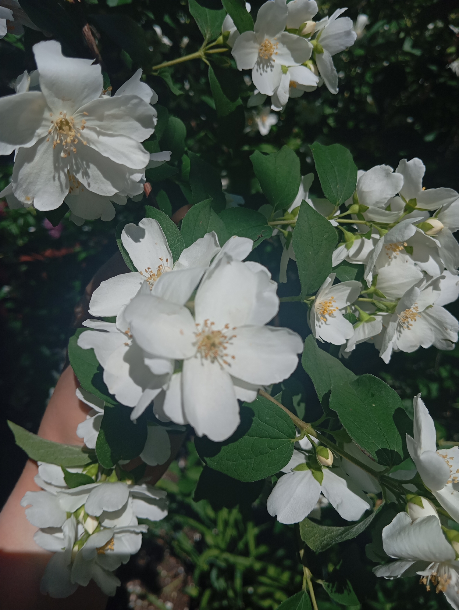 The image shows a cluster of white jasmine flowers against a dark green leafy background. The flowers have delicate petals and yellow stamens. Sunlight illuminates some of the flowers, casting shadows. A human hand is partially visible on the left side of the frame, reaching towards the flowers. The scene appears to be an outdoor garden setting. There is no indication of the specific location within the city of Orenburg, Russia, or any actions or interactions taking place beyond the visual elements.