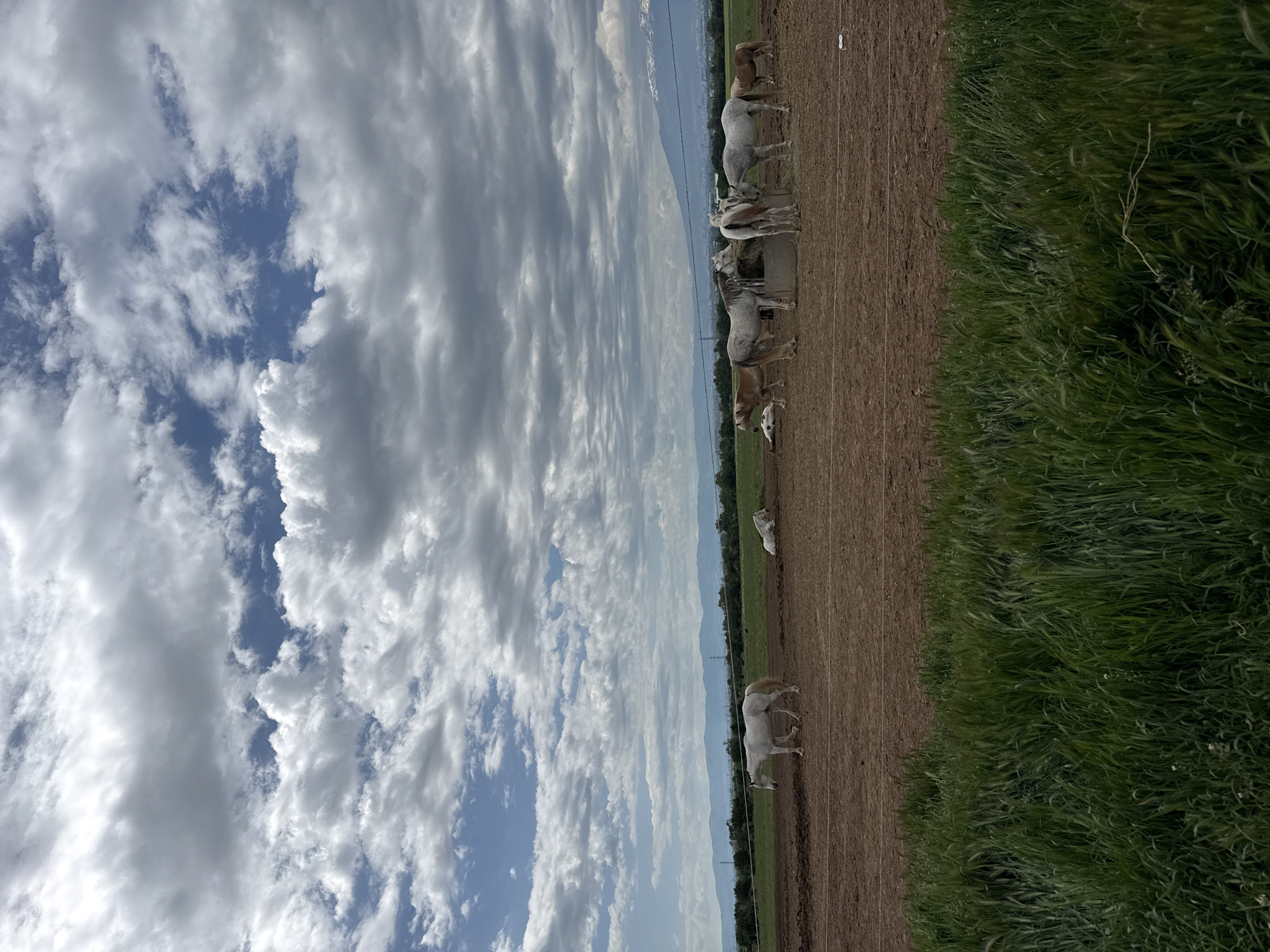 The image shows a landscape, possibly near Negovan, Bulgaria, featuring a dirt field adjacent to a grassy area. A herd of approximately ten horses is present in the dirt field, some appearing to be drinking from a trough. In the background, there is a mountain range and utility poles are visible. The sky is predominantly covered with clouds.