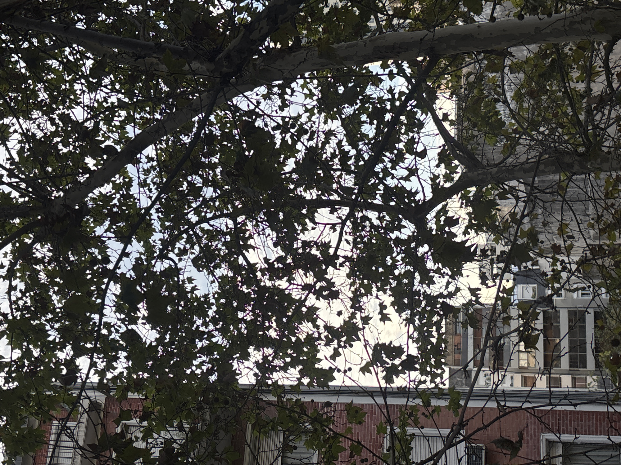 The image is taken from beneath a tree with dense foliage, obscuring much of the background. The branches and leaves are in the foreground. Through the leaves, a building is visible. The building appears to be brick on the lower levels, with white window frames and a gray upper story. The sky is visible in patches through the tree canopy. It is cloudy. Based on the architecture style, the location might be in Buenos Aires, Argentina, but definitive confirmation is not possible from the image alone. There are no people visible in the image.