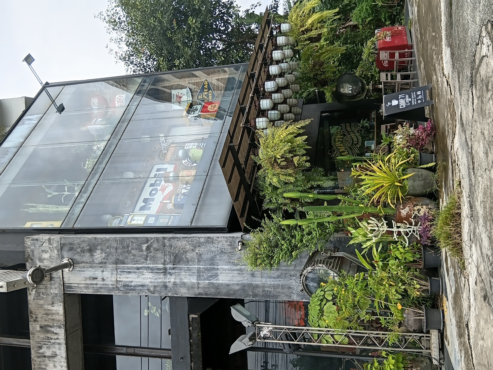 A multi-story building with a concrete facade and large glass windows, adorned with various vintage advertisements, stands prominently. Greenery, including ferns, cacti, and potted plants, surrounds the building's entrance, creating an urban oasis. A sign indicates "CAMP 71 COFFEE SHOP," providing its operating hours. To the right, a red Coca-Cola refrigerator adds a touch of retro charm. The scene is set in a city environment, likely Chiang Mai City Municipality, Thailand, judging by the style and tropical vegetation. The sky is overcast, suggesting a possibly humid climate.