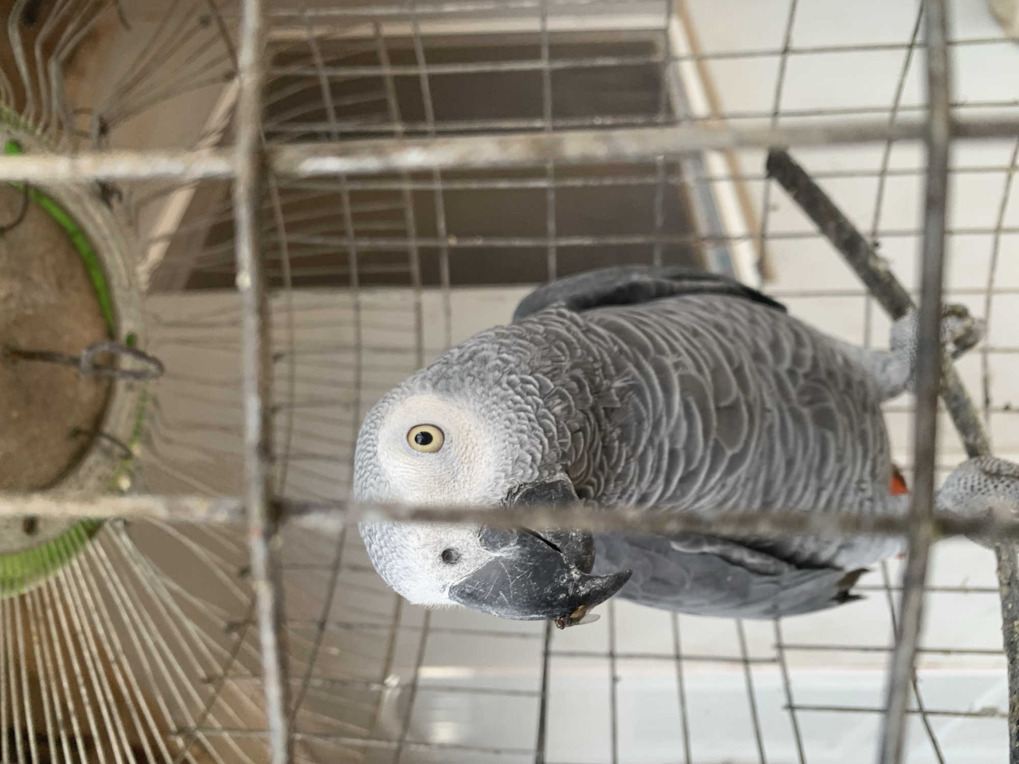 A grey African Grey parrot is perched inside a wire cage. The parrot's head is turned to the left, and it has a yellow eye with a black pupil. Its beak is dark grey with a small fly resting on its lower mandible. The parrot's feathers are intricately patterned in shades of grey. The cage bars are visible in the foreground, creating a sense of enclosure. The background appears to be a wall or enclosure within what might be an outdoor setting in Rayfield, Nigeria, given the lighting and context.