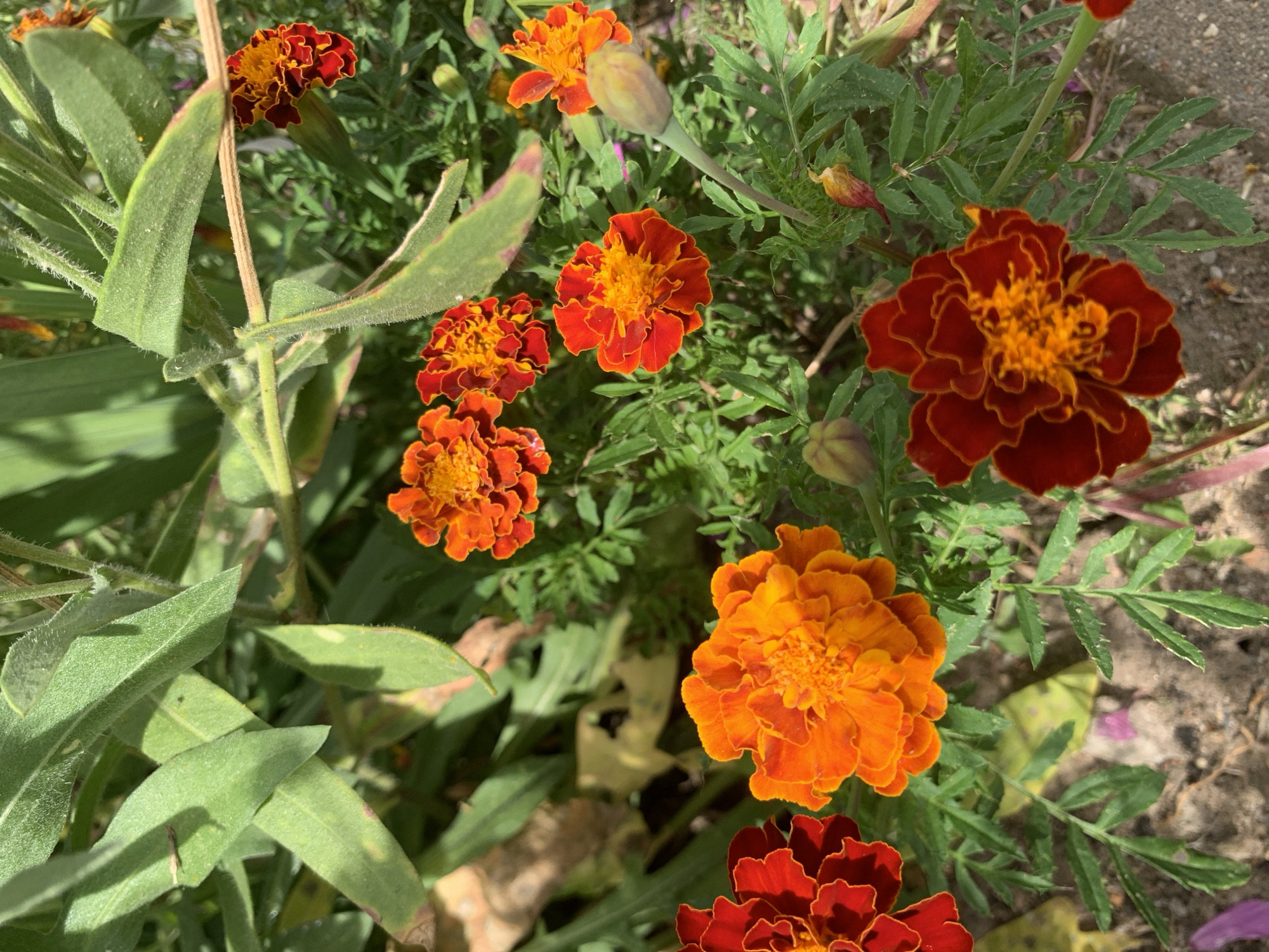 The image is a close-up shot of marigold flowers in varying shades of orange and red, with some buds also visible. The flowers have ruffled petals and are surrounded by green, feathery foliage. The ground beneath the flowers appears to be soil and some scattered pebbles. The lighting suggests it is daytime, with shadows cast by the leaves. There is no indication of human presence or activity in the image. The image does not provide any information about its location in the city of Kapyĺ, Belarus.