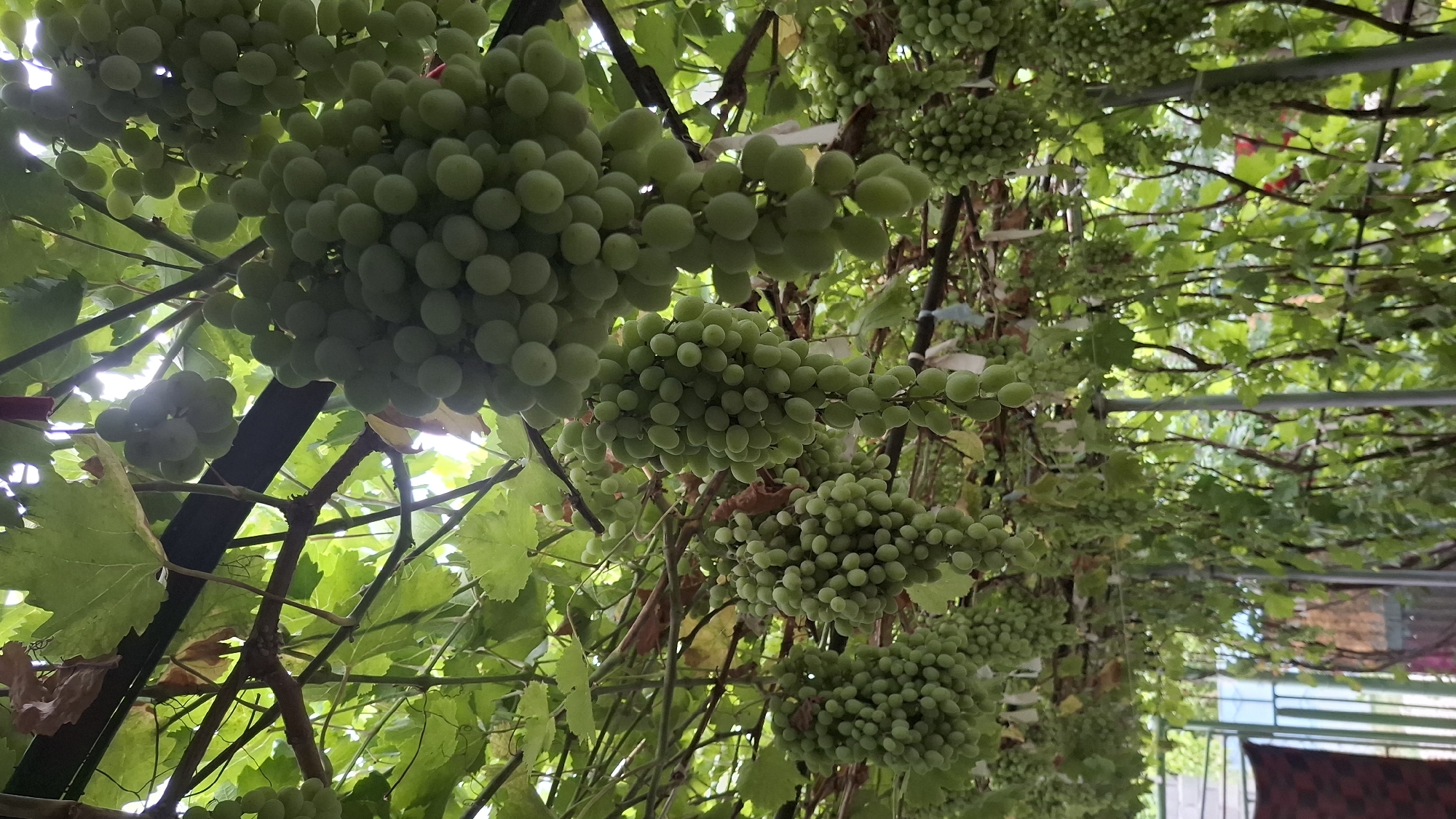 The image shows a close-up, low-angle view of several bunches of green grapes hanging from a vine. The grapes are small and round, and they are densely clustered together. The vines are supported by a dark-colored overhead structure. Lush green leaves are visible throughout the frame, some of which are dried and brown. In the background, out of focus, are metal posts and fencing, with hints of structures and foliage, suggesting an outdoor setting, possibly a vineyard or a garden area within Шұбарсу, Kazakhstan. No people or animals are present in the image.