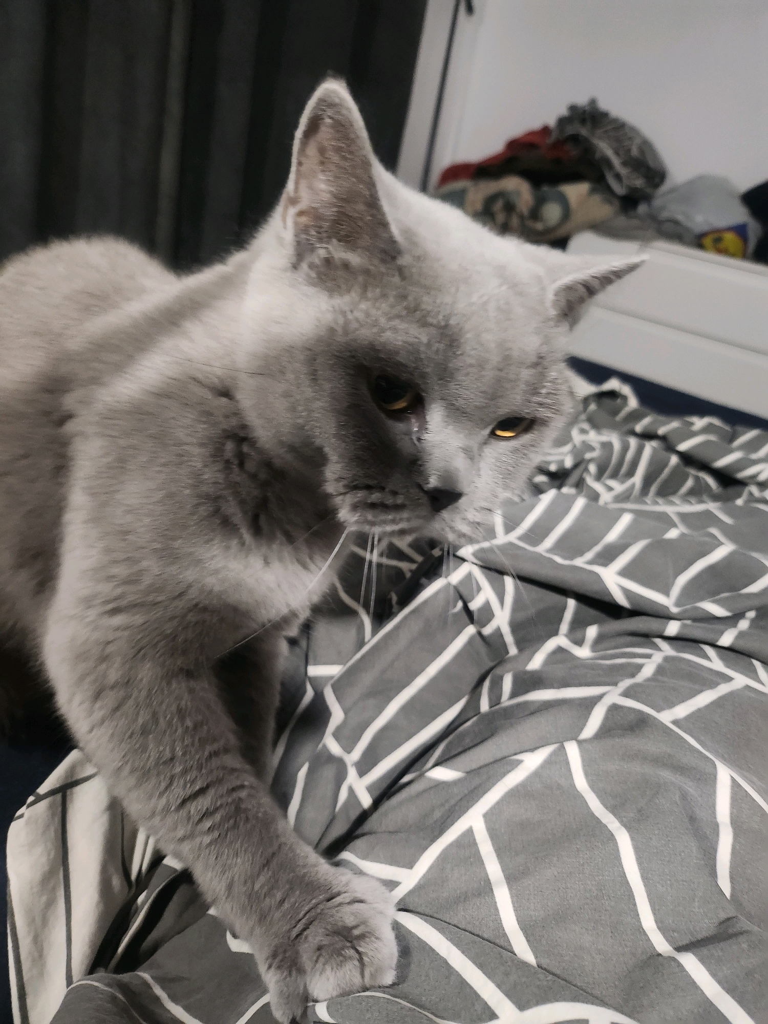 A gray cat is on a bed with a gray and white striped comforter. The cat is looking down and to the right. The cat's left paw is resting on the comforter. In the background, there are some clothes and a white dresser. The image does not provide any information about the location in the city of Tsarevo, Bulgaria.