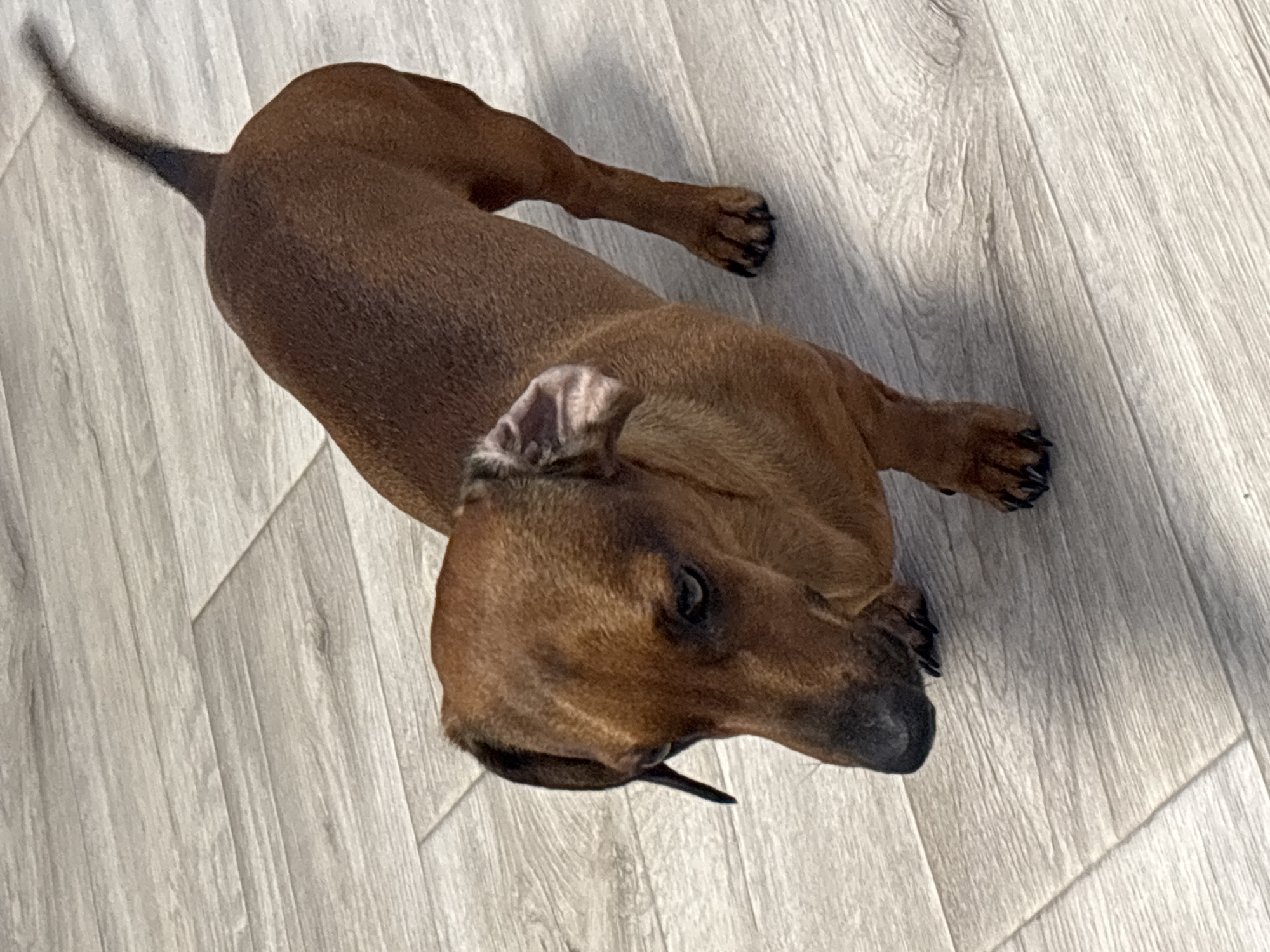 The image shows a brown dachshund dog standing on a light-colored wooden floor. The dog is facing downwards and to the left of the frame. The floorboards are laid in a staggered pattern. The lighting suggests an indoor environment. There is no indication of the city of Раздолье, Russia, or any other specific location.