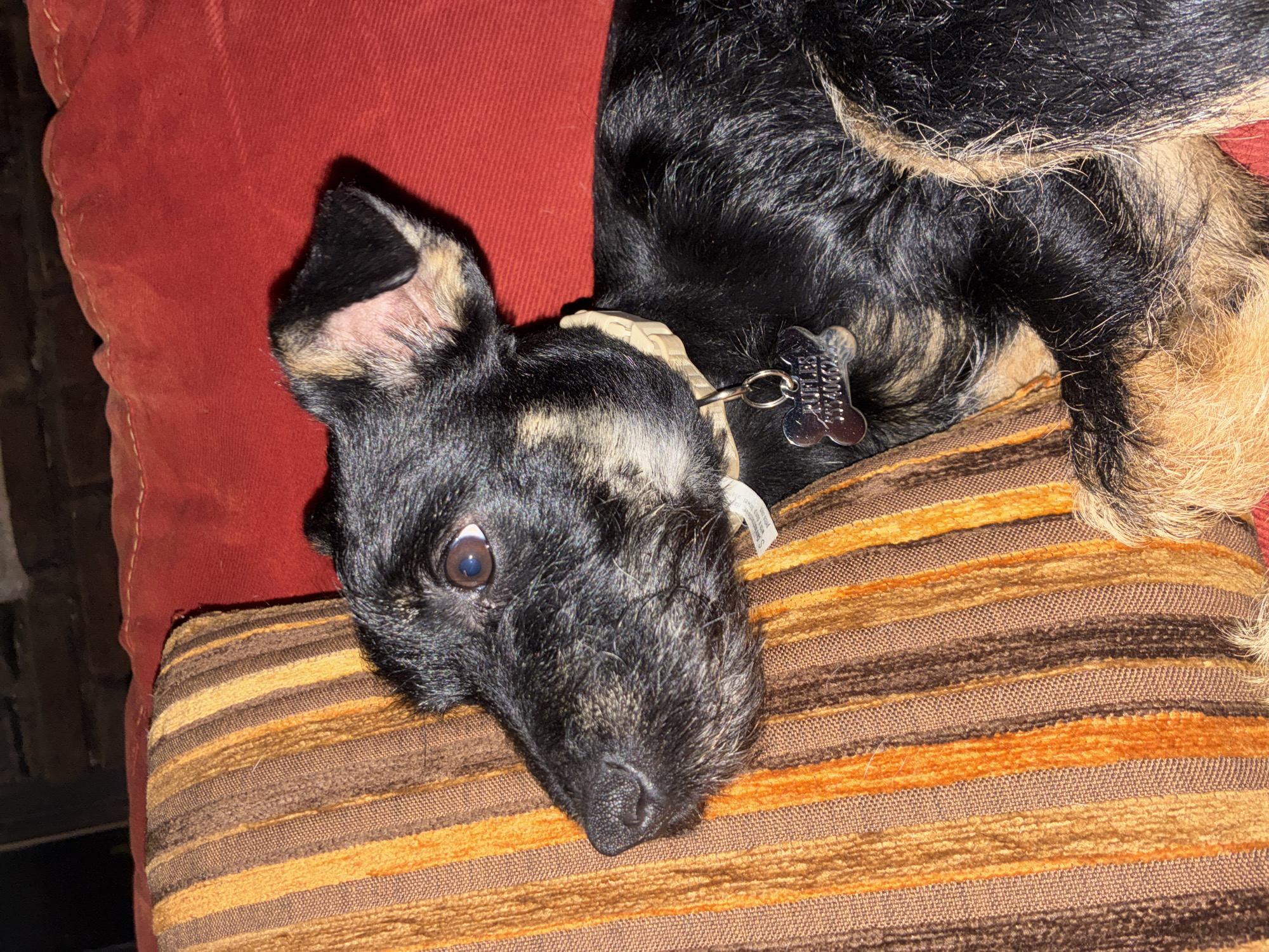A black and tan dog is lying on a striped brown and orange pillow, which rests on a red cushion. The dog has a light-colored collar with tags. The scene is indoors, but the exact location in Cañada de Madero, Mexico cannot be determined from the image. There are no people visible in the image.