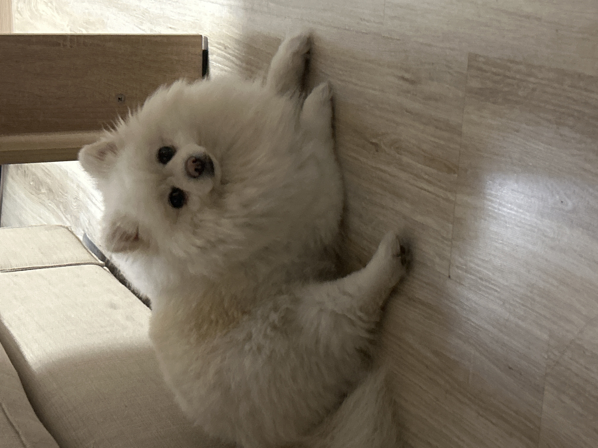 A fluffy white Pomeranian dog is lying on a light-colored wooden floor. The dog is positioned in the center of the frame, facing slightly towards the left. Its fur is thick and appears to be clean. The dog has dark eyes and a pink nose. To the left of the dog, a portion of a light-colored sofa is visible, casting a shadow. To the right of the dog, a wooden piece of furniture, possibly a table leg or cabinet, stands vertically. The lighting in the image suggests an indoor setting, likely a residential room. The overall scene is calm and domestic. Without further information or visual cues, the specific location within Varna, Bulgaria cannot be determined.