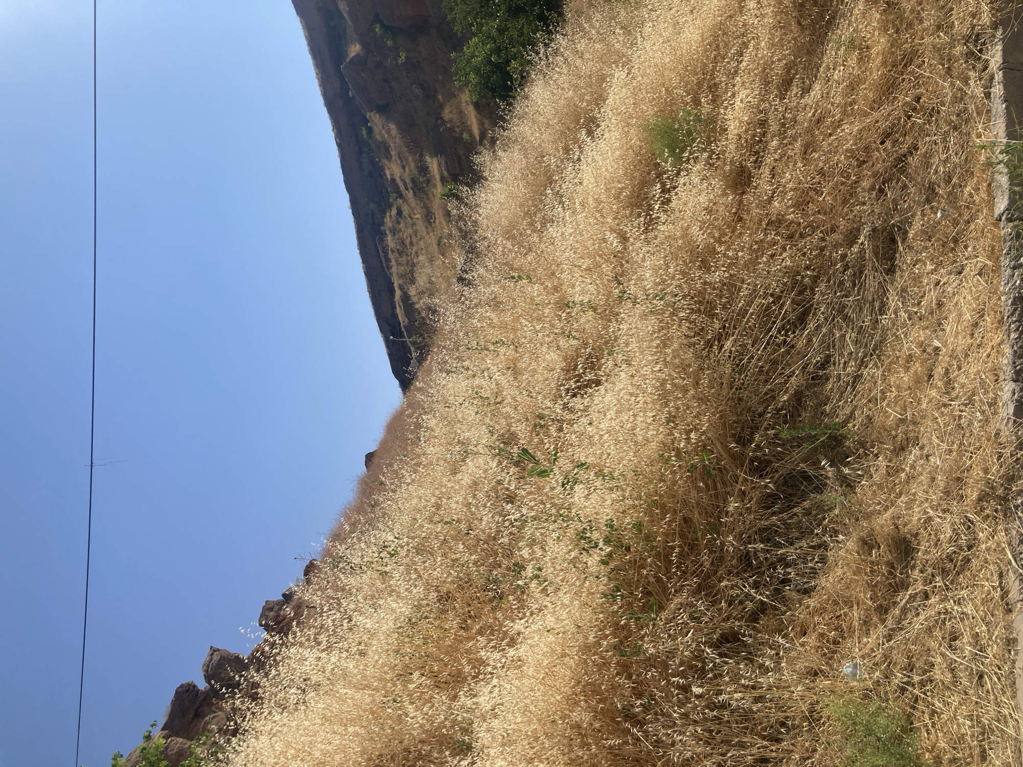 The image captures a natural landscape in Avanos İlçe Merkezi, Turkey. The foreground is dominated by a dense growth of dry, golden-brown grass or reeds covering a steep, upward-sloping hill. Scattered amongst the dry vegetation are a few sparse green plants and shrubs. To the left, rocky outcrops form the edge of a higher incline, with some green foliage clinging to the rocks.
The middle ground continues the theme of the dry grass-covered slope, which recedes into the distance. Beyond this, a more rugged, barren hillside rises, characterized by earthy tones and less vegetation. On the right side of the middle ground, a cluster of green trees stands out against the drier landscape.
The sky is a clear, bright blue, suggesting a sunny day. A thin, dark wire stretches horizontally across the upper portion of the sky. The overall impression is of a dry, arid environment, possibly during a hot season, with a clear view of the natural topography. No people or animals are visible in the image, and there are no discernible man-made structures other than the overhead wire. The ground in the immediate foreground appears to be a paved or concrete edge with some loose stones and soil.