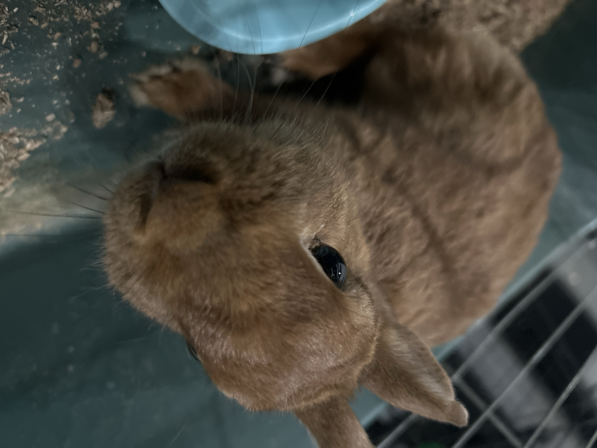 A close-up shot features a brown rabbit situated within an enclosure, viewed from above. The rabbit is positioned on its side or back, with its head tilted upwards, gazing directly towards the viewer. Its fur is a solid, warm brown color, and its prominent dark eye, reflecting a small light, is clearly visible on the right side of its head. Long, delicate whiskers extend from its snout. The rabbit's head occupies the left and upper-middle sections of the frame, while part of its body and one ear are visible on the lower right side.
The background consists of a dark blue-green floor, which appears to be the base of a cage or pen. Scattered across this surface, particularly on the upper left, are light brown wood shavings or bedding material. A light blue plastic dish or bowl is partially visible in the upper center, behind the rabbit's head. On the right side of the image, the dark metal bars of an enclosure are discernable. The lighting suggests an indoor setting. There is no visible text in the image.
