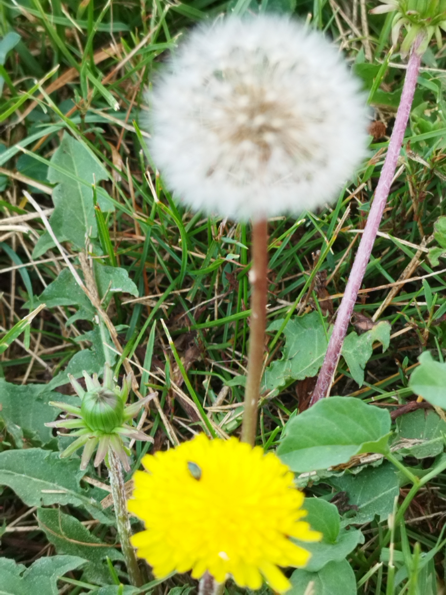 A close-up, eye-level shot captures a dandelion patch in Bucharest, Romania. The foreground is dominated by a vibrant yellow dandelion in full bloom, with a tiny black insect visible on its petals. To the left and slightly above, a green dandelion bud is unfurling. In the background, a fluffy white dandelion seed head is blurred due to the shallow depth of field. The plants are nestled amongst lush green grass and dried brown stalks. The lighting suggests an outdoor environment, possibly a park or garden.