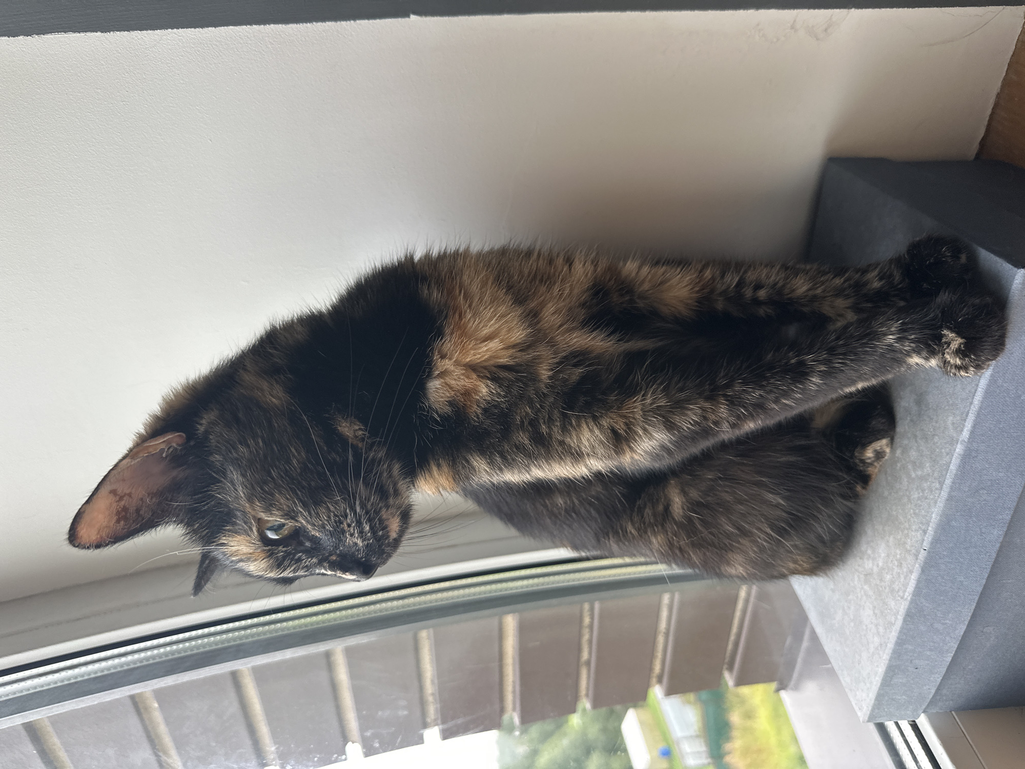 A tortoiseshell cat is sitting on a gray box on a windowsill, looking out a window at a suburban landscape in Virki, Russia. The cat is facing left, with its head turned slightly back, looking into the distance. Its fur is a mix of black, brown, and orange. The window has blinds, and outside, there are trees and buildings. The wall behind the cat is white. The lighting suggests it is daytime.