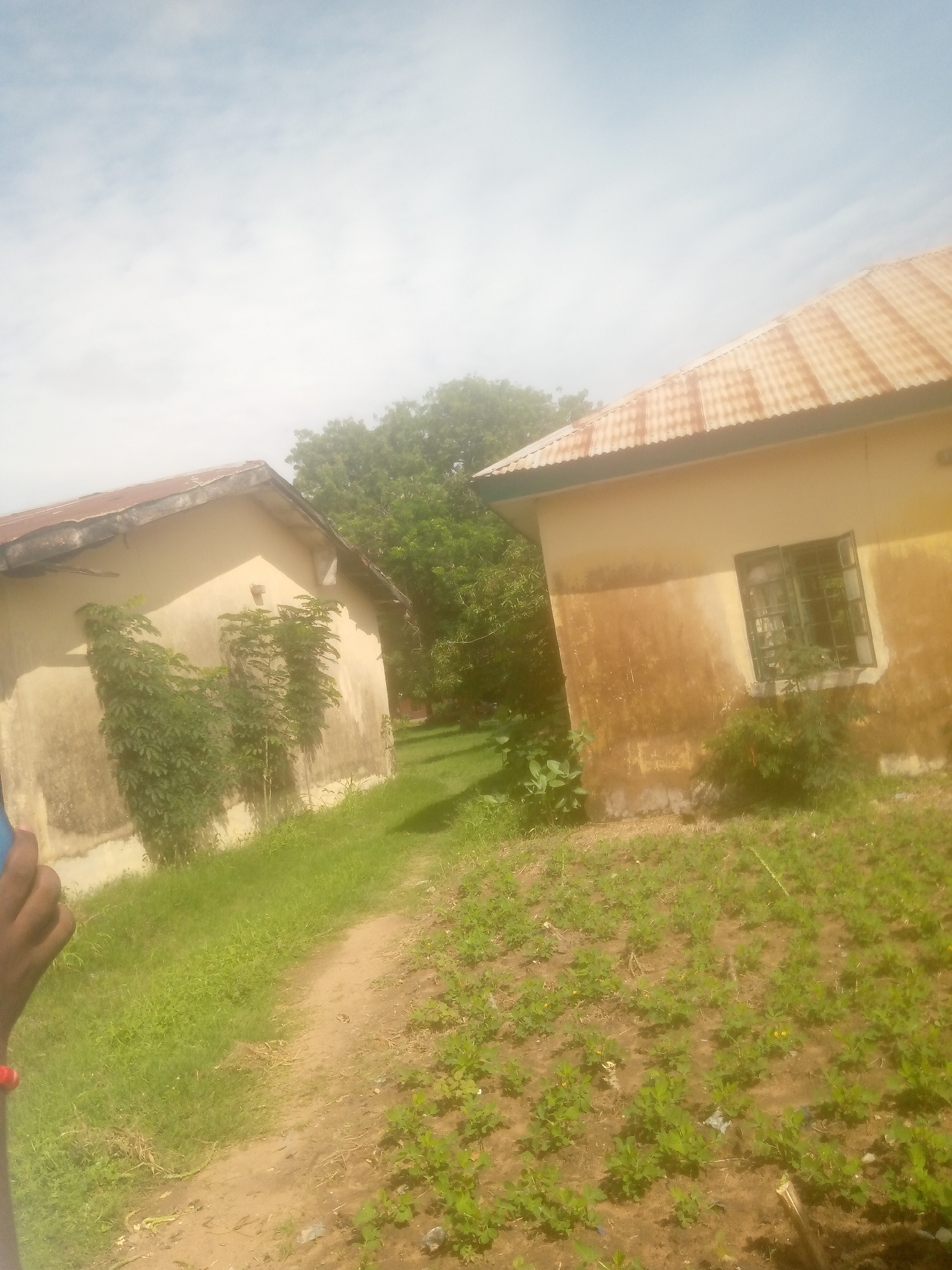 This is a media file showing an outdoor scene with two simple, yellow buildings and lush greenery under a cloudy sky. The building on the right is closer to the viewer and has a corrugated metal roof, an open window with bars, and some plants growing near its base. The building on the left is further away and has a similar style. A dirt path winds through the grassy area between the buildings and in front of them. The ground is covered with grass and some low-lying plants, some of which have small yellow flowers. A hand with a red bracelet is visible on the left side of the image. The overall impression is of a casual, everyday scene in a warm climate. The time of day appears to be daytime, and the weather is cloudy. The location is Jalingo, Nigeria. No text is visible in the image.