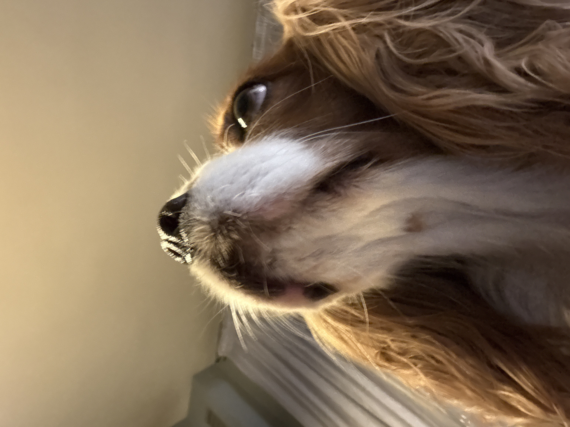 A close-up, low-angle shot captures the head of a Cavalier King Charles Spaniel. The dog's brown and white fur is visible, with a focus on its eye, nose, and whiskers. The background is a plain, light beige wall. There is no information in the image to suggest it was taken in Sofia, Bulgaria.