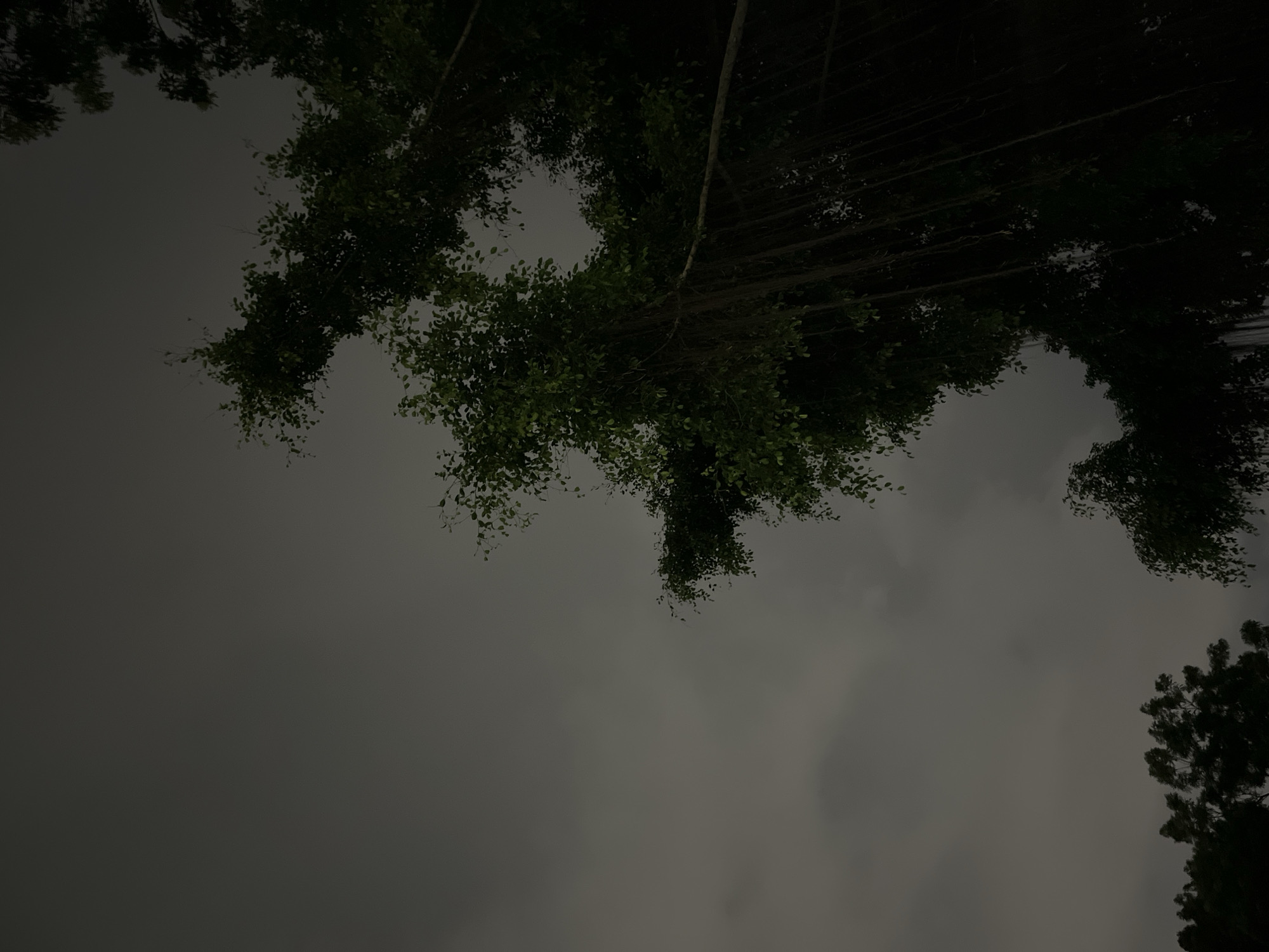 The image depicts a view looking upwards towards trees and a cloudy sky, possibly in Ho Chi Minh City, Vietnam. The scene is dimly lit, suggesting either nighttime or overcast conditions. The trees are visible at the top and bottom right of the frame and appear to be densely foliated, obscuring much of the sky. Some aerial roots hang down from branches overhead. No people, specific objects, or interactions are discernable in the image. The environment is dominated by the natural elements of trees and an overcast sky.
