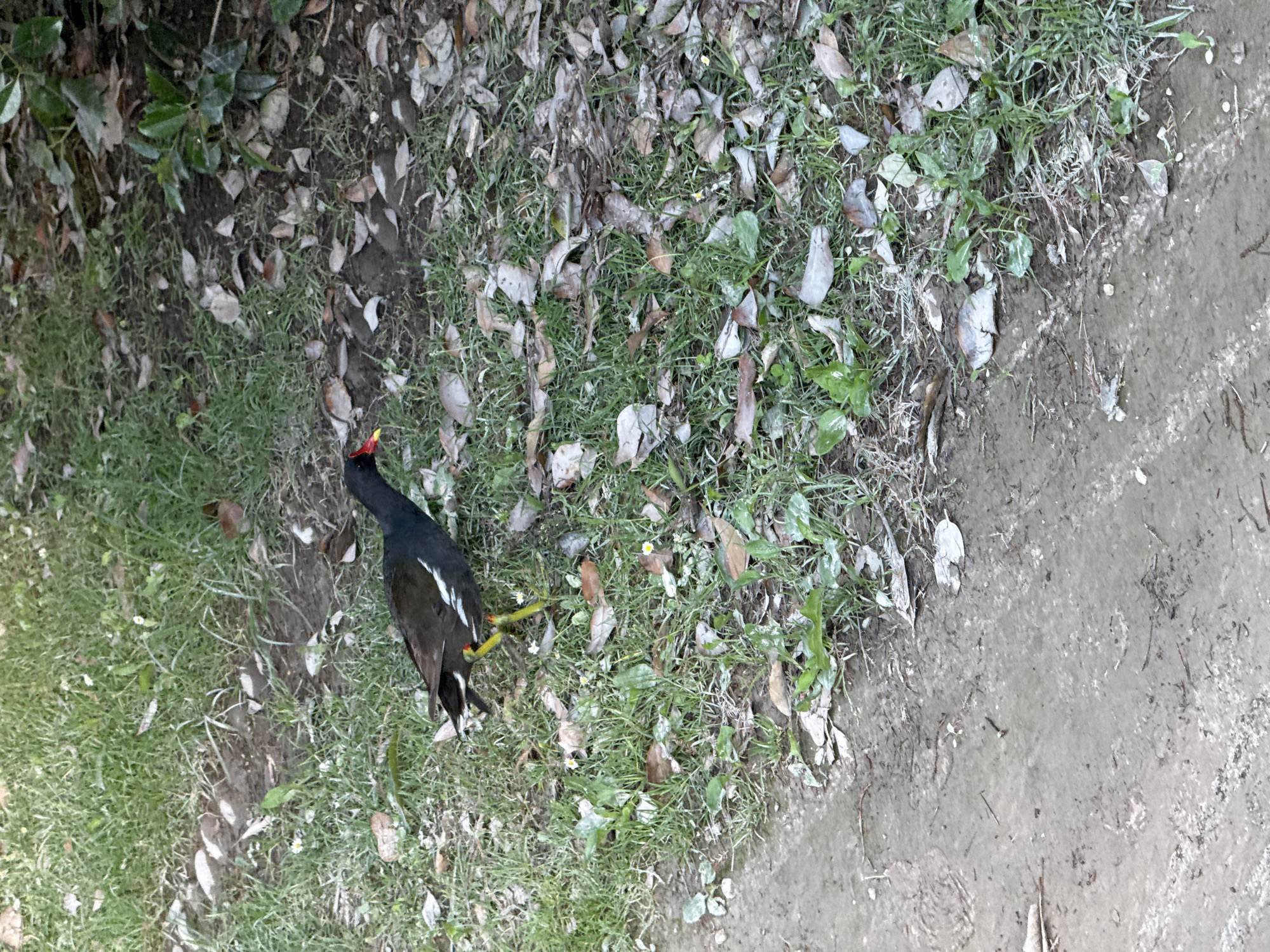 A Common Moorhen (Gallinula chloropus) is observed on the ground in Milan, Italy. The bird displays dark, almost black plumage on its body, with prominent white stripes along its flanks and white undertail coverts marked by a central black stripe. Its head features a distinctive red frontal shield and a red beak with a yellow tip. The bird's legs and feet are a bright yellow-green. It is positioned on a surface comprised of green grass, patches of bare soil, and numerous scattered dry, fallen leaves of varying sizes and shades of brown and grey. Small green plants are sparsely distributed among the grass and leaves. A distinct dirt path or muddy track forms the lower and left boundary of the frame, separating the more vegetated area from a worn ground surface. The Moorhen appears to be walking or foraging.