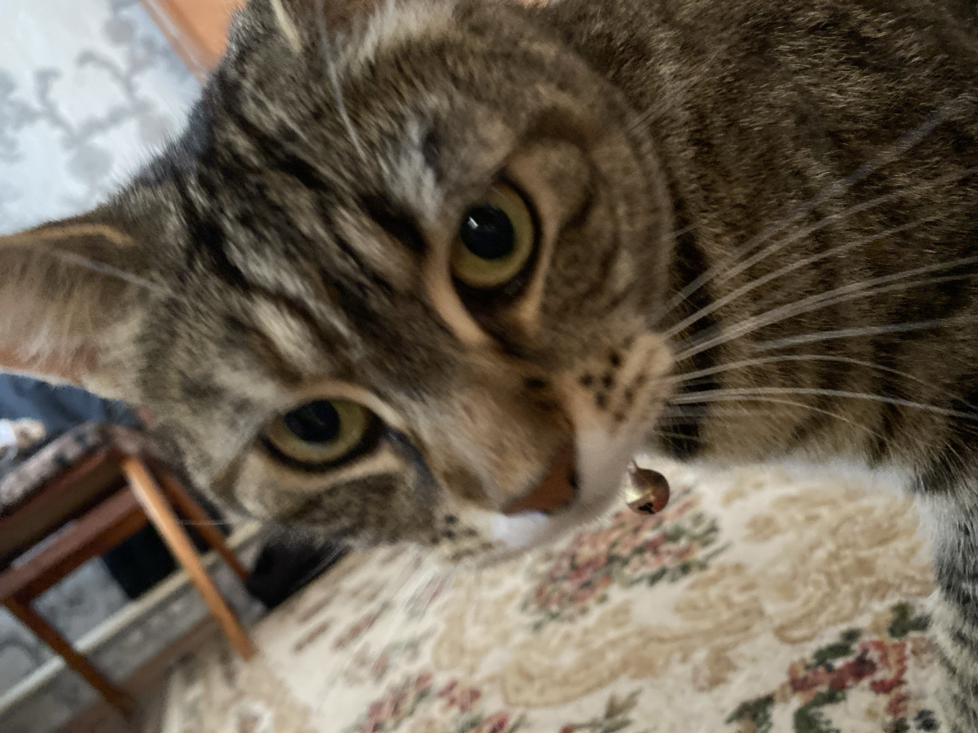 A close-up, indoor photograph shows a tabby cat's face, with its left eye in sharp focus and its right eye slightly out of focus. The cat has green eyes and prominent white whiskers. A small, gold bell is visible on its collar, just below its chin. The background features a floral patterned rug and the blurred legs of a wooden chair. The setting appears to be a residential interior. There is no information to suggest this image is located in Maykop, Russia.
