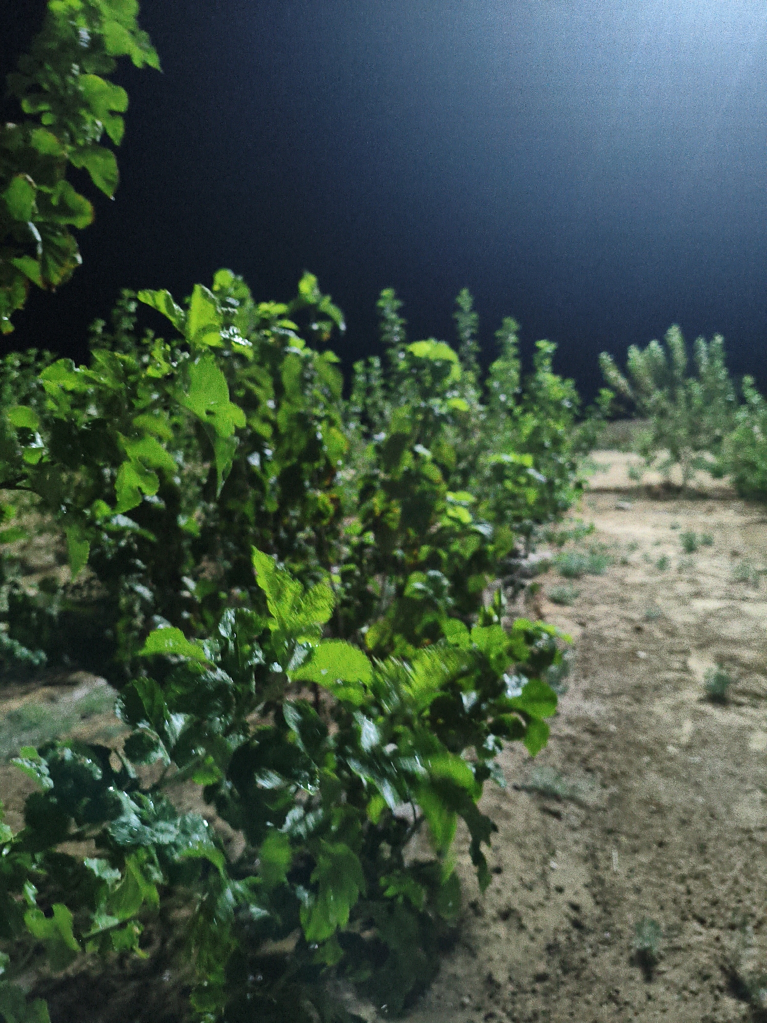 A low-angle, close-up shot captures a row of lush green leafy plants at night. The plants are densely packed and appear to have water droplets on their leaves. The background is dark, with a faint glow of light in the upper right corner, suggesting an artificial light source. The ground beneath the plants is a sandy, dry soil with some scattered small green sprigs. The scene is static and shows no signs of human activity or movement. The location is identified as Unknown, Unknown.