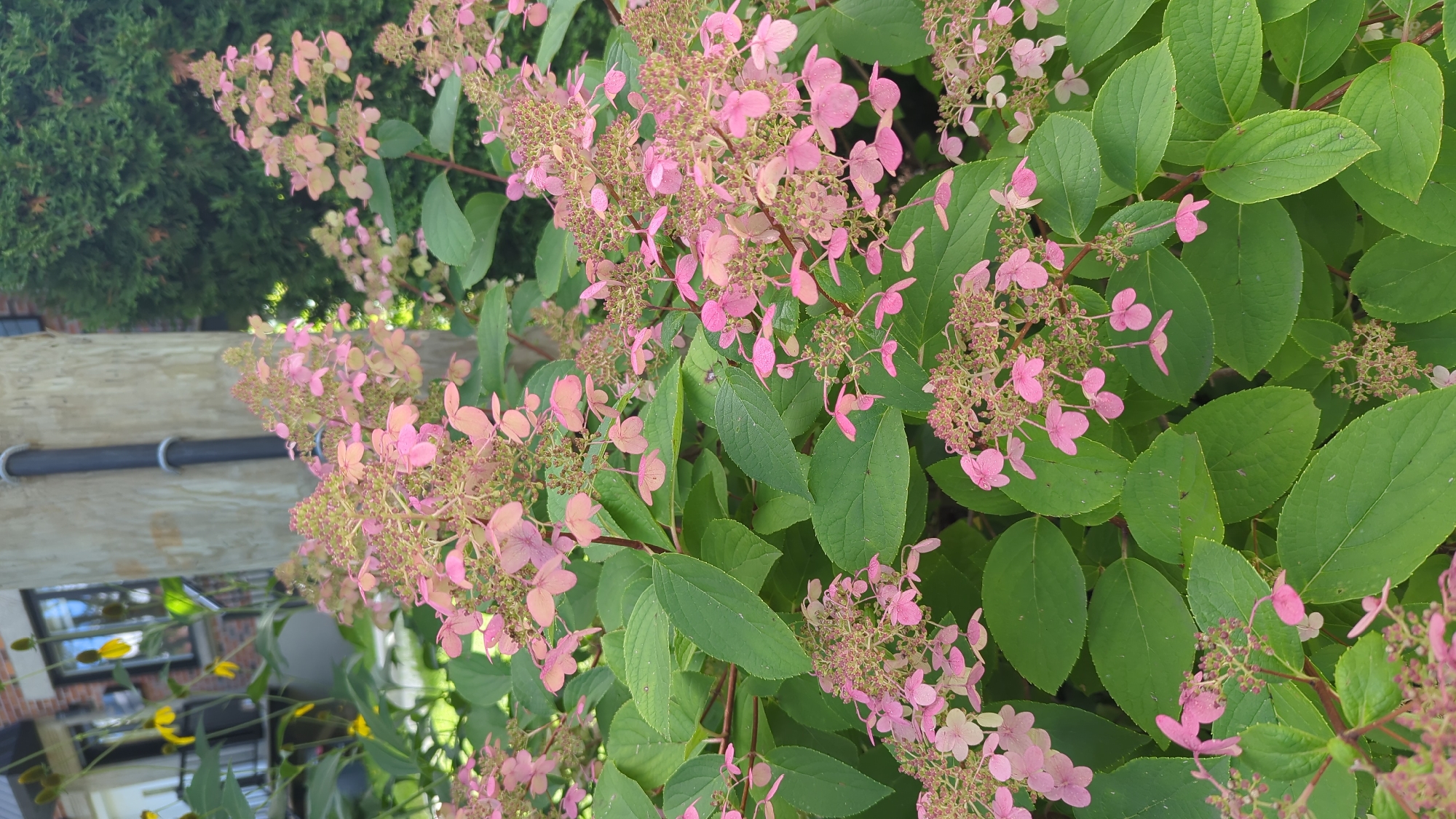 This is a close-up, vertical, eye-level outdoor shot of a pink hydrangea bush in bloom. The foreground is dominated by the plant, with large, green leaves and clusters of delicate, pink flowers. Some of the flowers are fully open, while others are still developing into conical shapes. The background is out of focus, but hints of a brick building, a wooden post with a black pipe, and a dark green evergreen tree are visible. There are no people or animals in the image. The scene suggests a garden or a residential exterior, possibly in a city like Montreal, Canada, given the context. The lighting appears to be natural daylight, with some shadows.