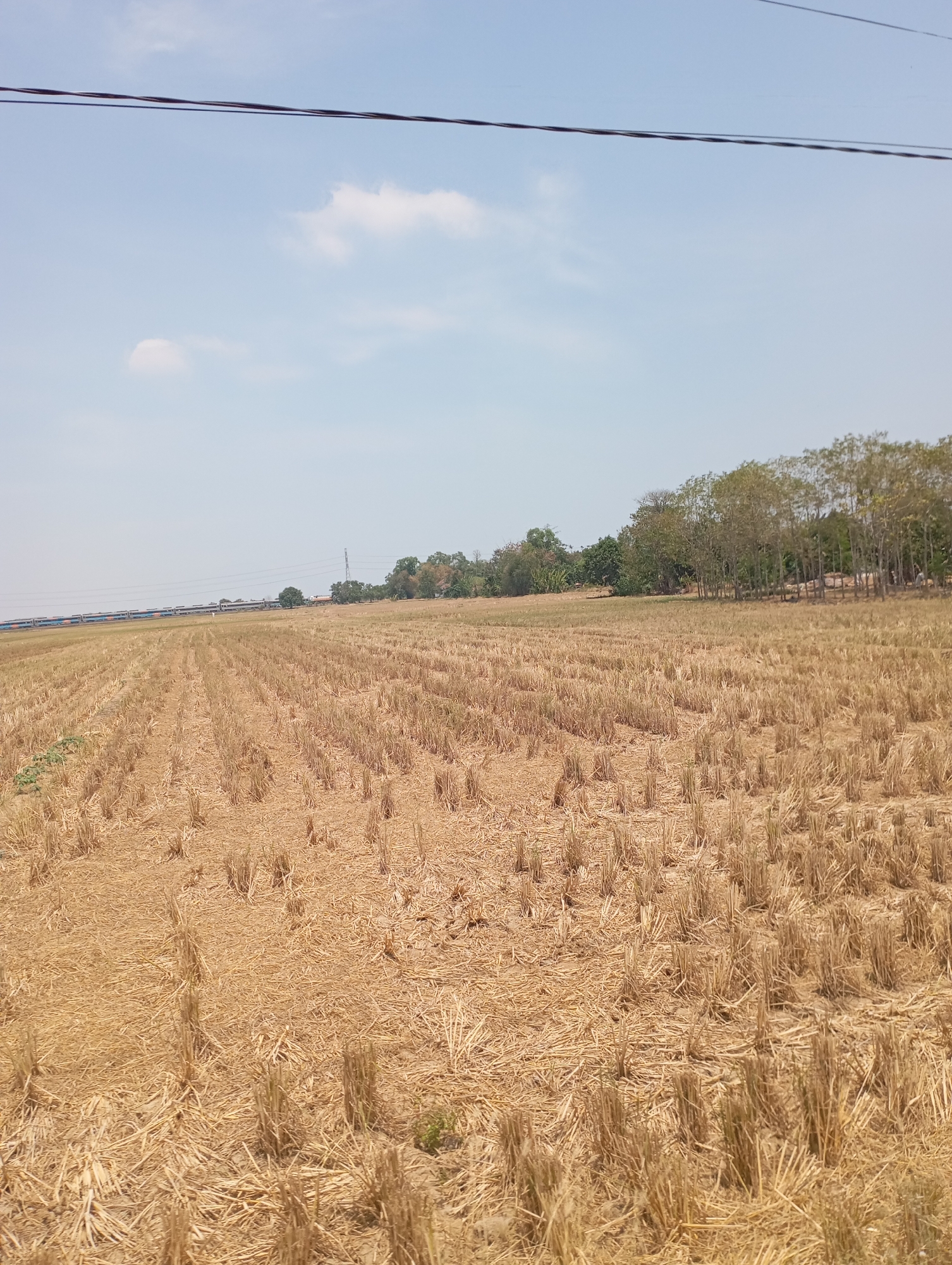 The image depicts a harvested field, characterized by rows of stubble and dried stalks. The field appears vast, stretching towards a line of trees in the distance. A light blue sky with a few scattered clouds forms the backdrop. In the mid-ground, a train with multiple carriages travels along a track, juxtaposed against the rural landscape. Utility poles and wires are visible overhead, spanning across the frame. The overall scene suggests a rural setting in Kecamatan Haurgeulis, Indonesia, likely after a harvest.