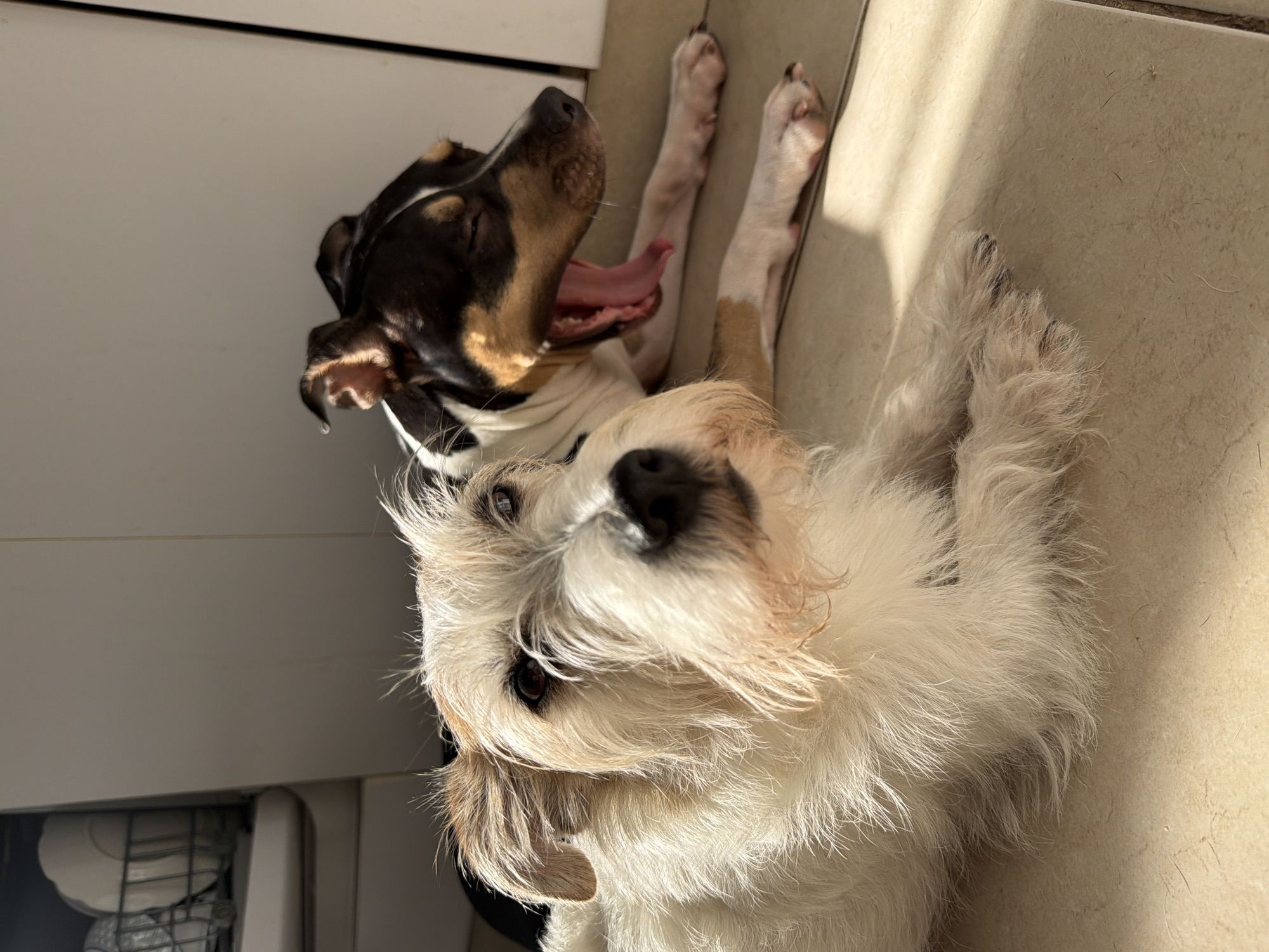 This image, captured in Tel-Aviv, Israel, features two dogs relaxing indoors on a light-colored tiled floor. Strong, directional sunlight illuminates parts of the floor and the animals.
In the immediate foreground, a white, scruffy-haired dog with dark eyes and a dark nose looks directly at the viewer. Its fur is shaggy, with hints of light brown or tan around its face and ears.
Behind and slightly above the white dog, a second dog, tricolored in black, tan, and white, lies on its back or side. This dog is caught mid-yawn or stretch, with its mouth wide open, revealing its pink tongue and teeth. A small amount of liquid, possibly saliva, is visible dripping from its mouth. Its front paws are extended upwards, indicating a stretch.
The background shows a domestic setting, with a light-colored cabinet or appliance, possibly a dishwasher with plates visible inside, to the left. The scene conveys a sense of peaceful relaxation, with the dogs enjoying a sunlit spot. No text is visible in the image.
