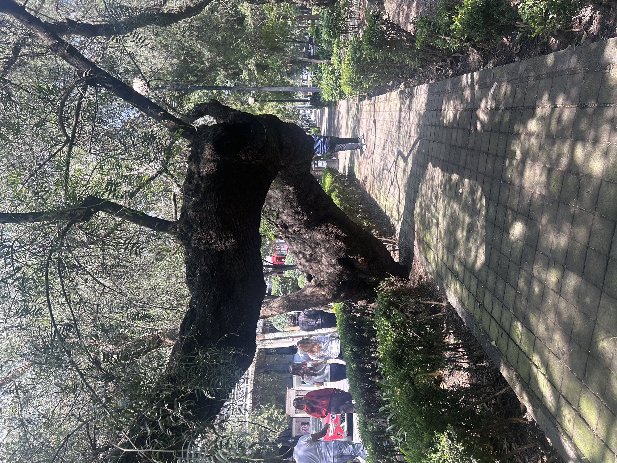 This image depicts a paved walkway in Mexico City, Mexico, likely within a park or green space. The walkway is constructed of grey square pavers, some of which are stained with green algae. The path is lined on both sides by manicured green bushes.
Dominating the foreground is a large, gnarled tree with a thick, dark trunk that curves dramatically over the walkway. Its branches are covered in sparse, feathery green foliage. Sunlight filters through the leaves, casting dappled shadows on the path.
In the background, several people are visible. On the left, a group of four individuals, including one wearing a red jacket and another in a white shirt, are walking away from the camera. To the right, a single person wearing a blue and white striped shirt and dark pants is walking away from the camera down the path. Further down the path, other individuals and vehicles are faintly visible. The environment appears to be outdoors, with trees and foliage in the distance, suggesting a public park or urban green area.