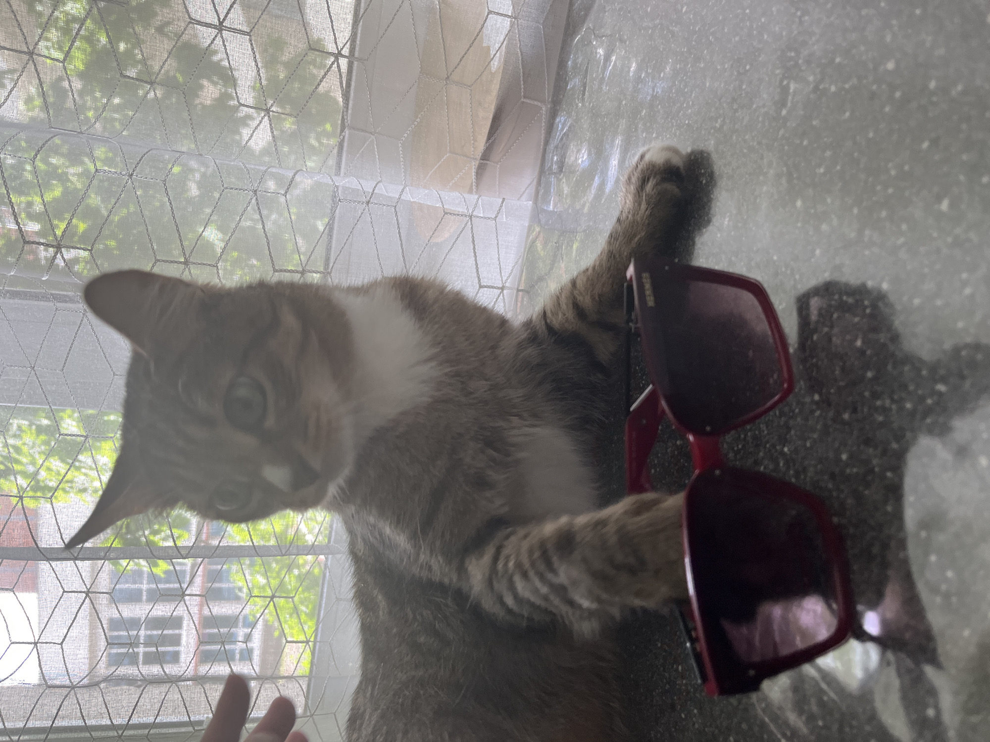 A cat with brown and white fur is holding a pair of red sunglasses with its paws. The cat is positioned near a window with a white, geometric-patterned curtain. The background shows a view of the exterior with trees. The location is presumed to be indoors based on the window curtain. There is no verifiable information in the image to confirm the location is Izhevsk, Russia.