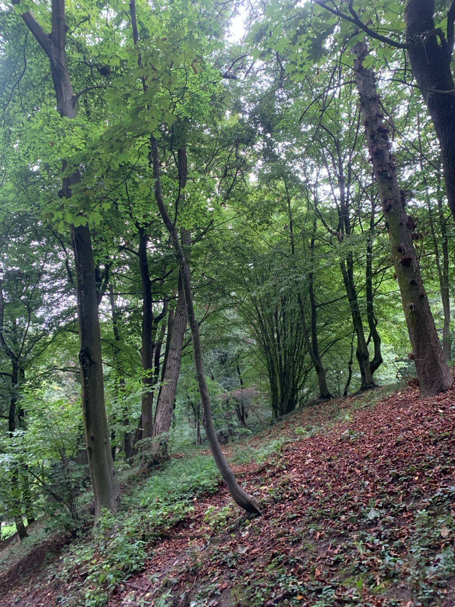 A dense, deciduous forest scene is depicted, dominated by tall trees with lush green canopies. The ground slopes upward from left to right and is covered with a thick layer of fallen brown leaves interspersed with patches of green ground cover and small plants. Several tree trunks are visible, with varying textures and thicknesses. The lighting suggests an overcast day, with diffused light filtering through the leaves. The scene is devoid of any human presence or artificial structures, indicating a natural, undeveloped area. Based on the vegetation and terrain, this image could be representative of a park or wooded area within or on the outskirts of Lviv, Ukraine, such as the forests surrounding High Castle or Lysychi Mountains.