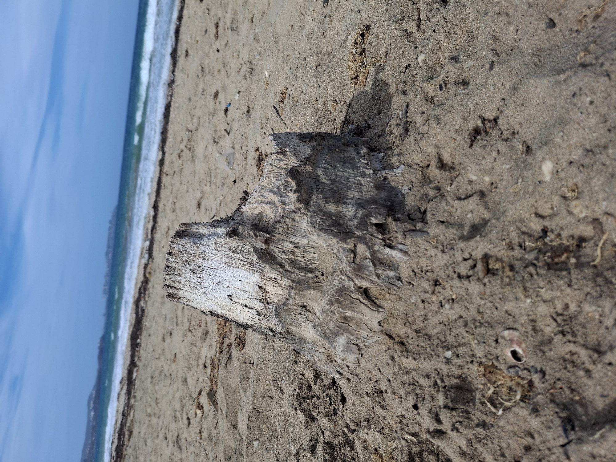 A piece of weathered driftwood lies on a sandy beach. The sand is mixed with small pebbles, shells, and seaweed debris. Beyond the sand, the ocean stretches to the horizon under a blue sky. The location is Porlamar, Venezuela.
